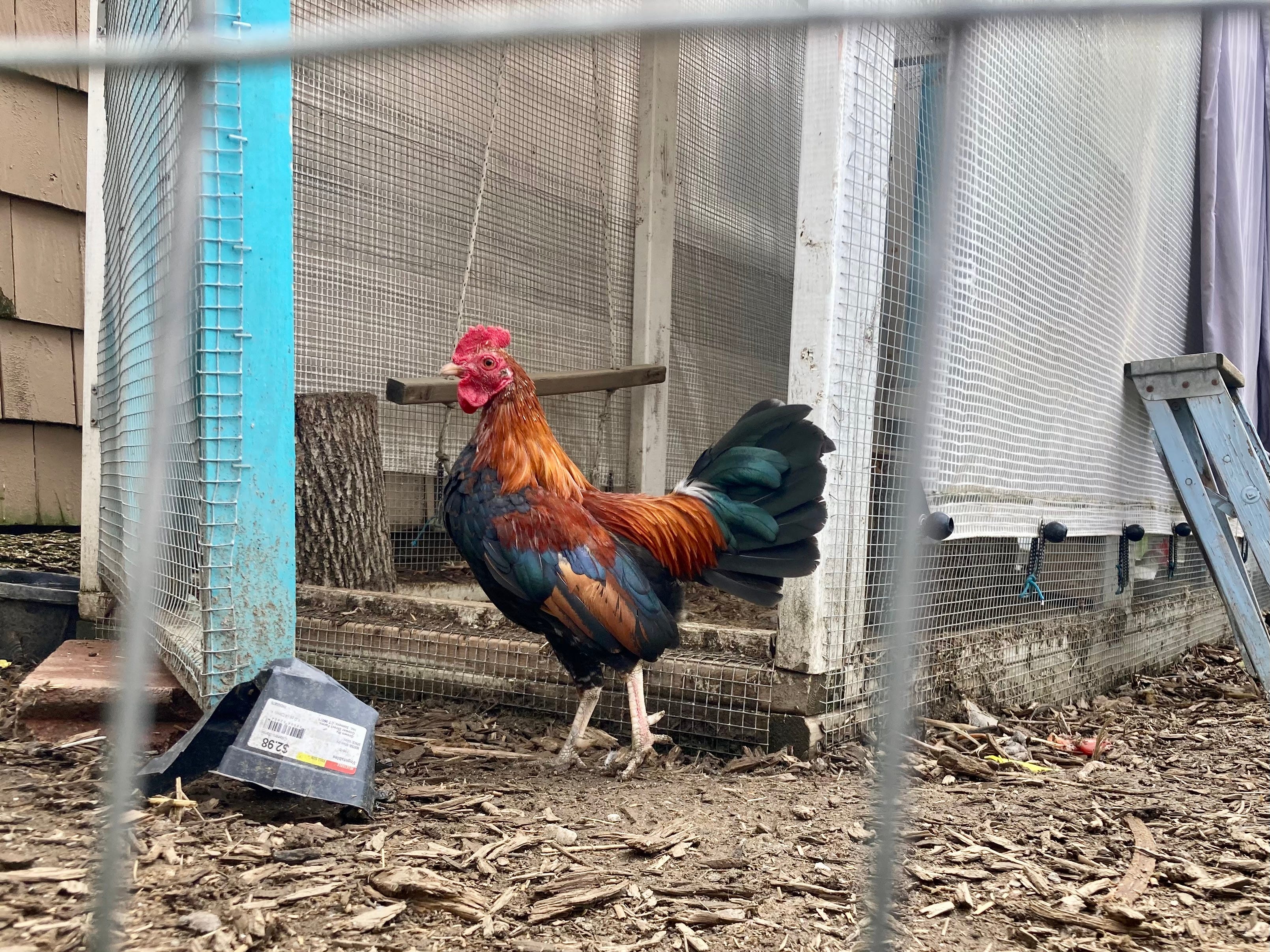 Confluence Formation