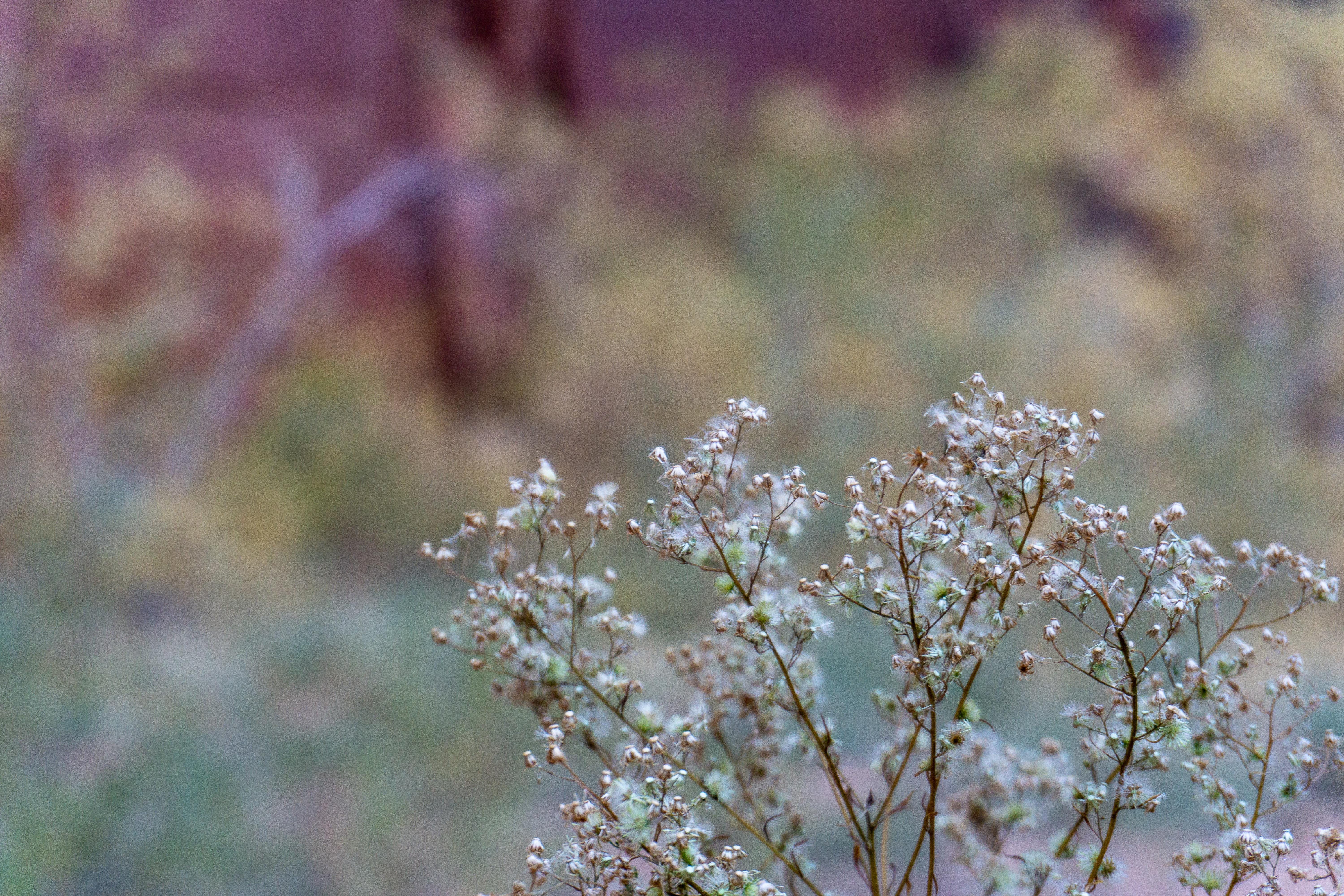 Confluence Formation