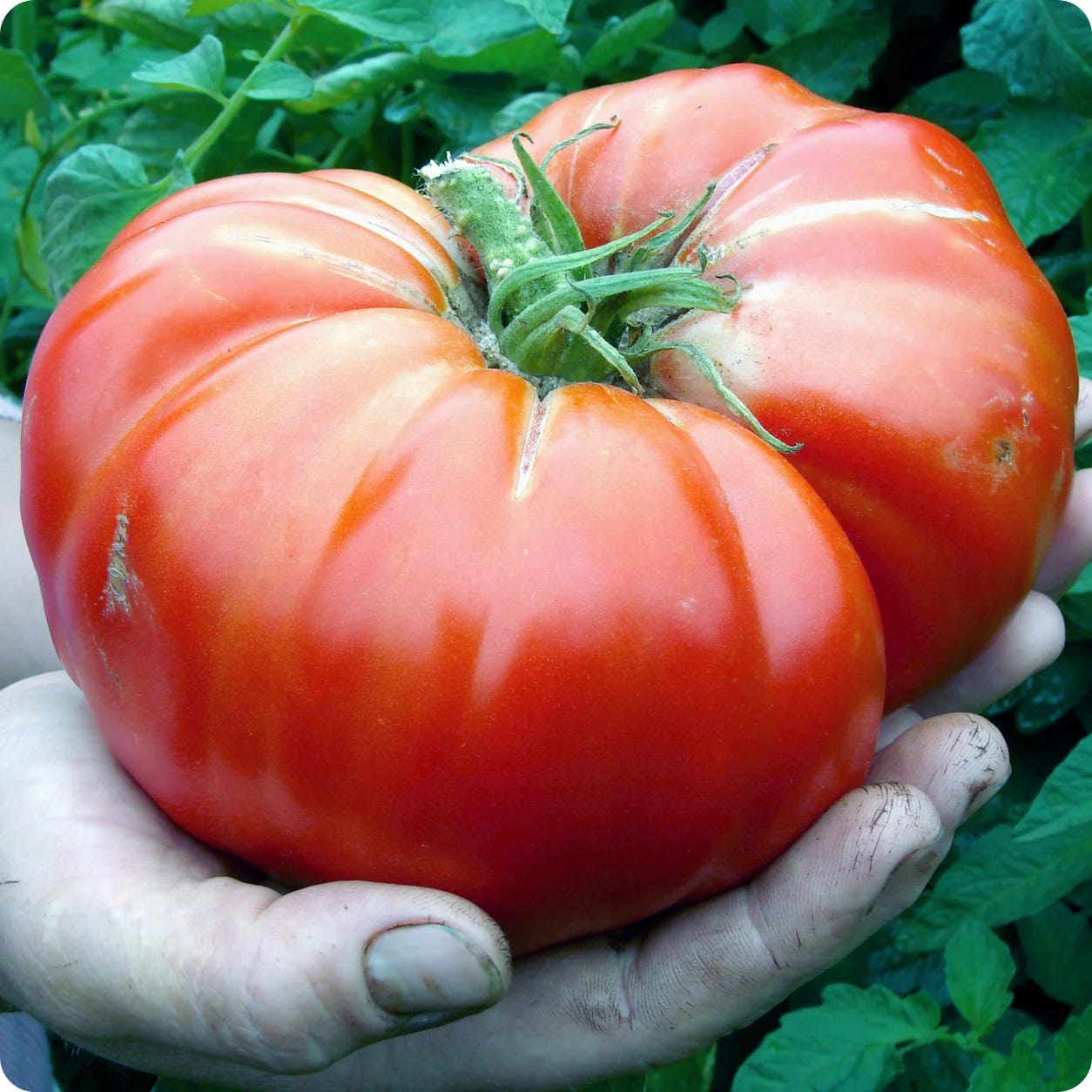 A Bushel of Tomato Stories