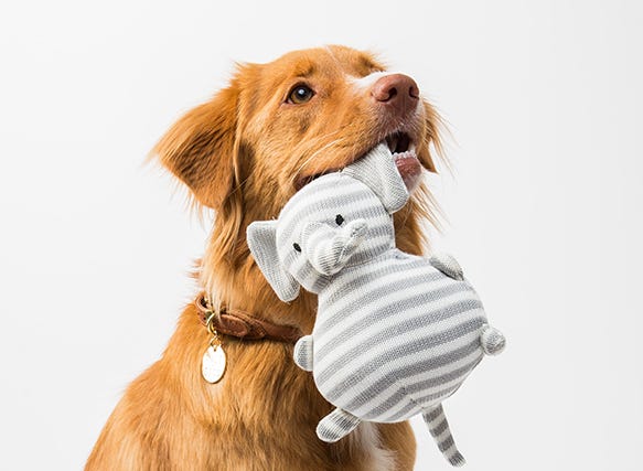 St Francis and the Blessing of Animals (Podcast) episode artwork