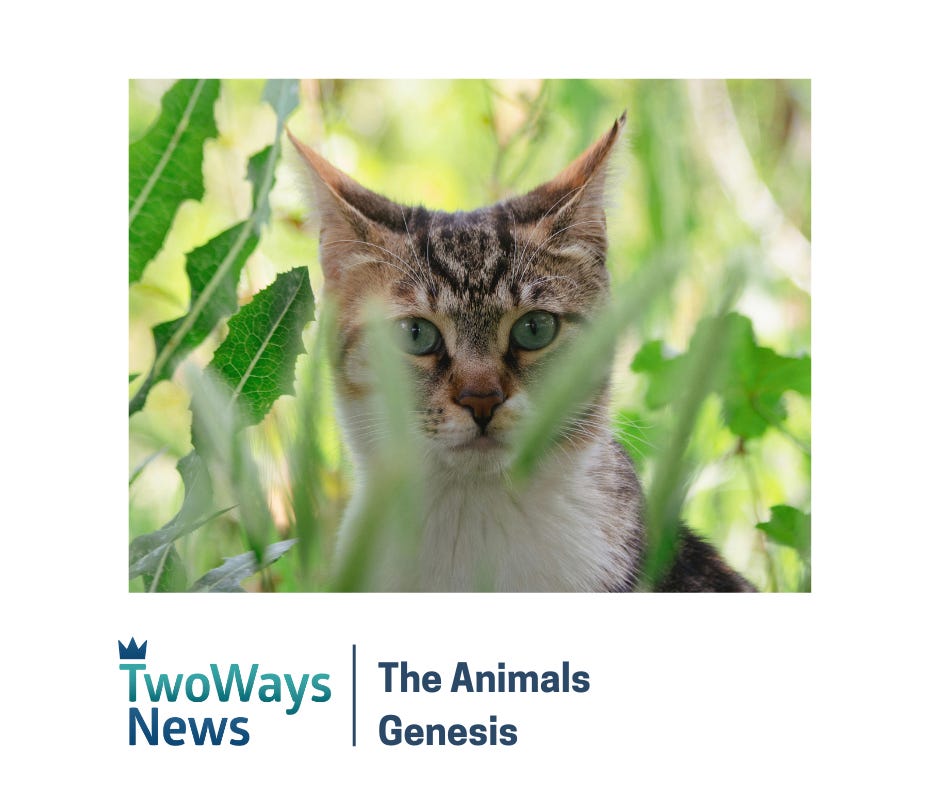 The Animals The Animals