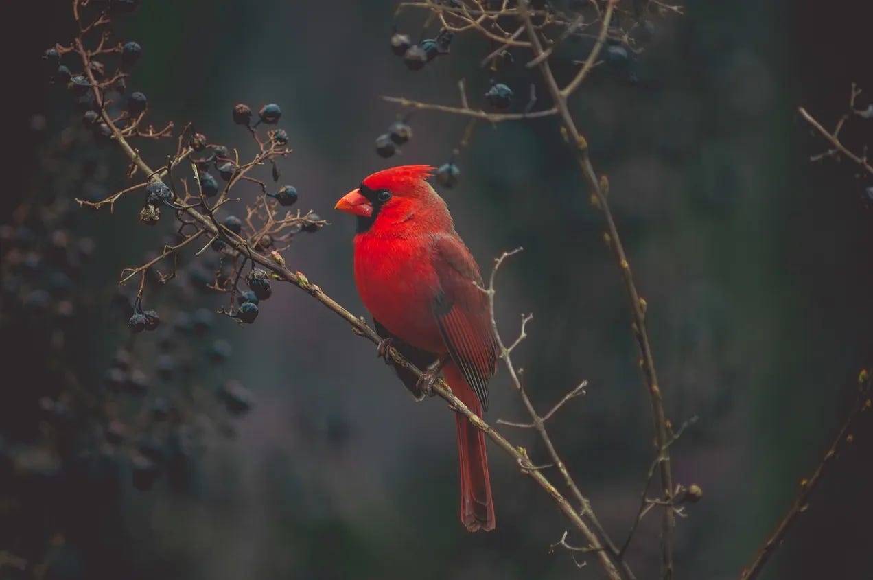 Poetry Reading | cardinals all episode artwork