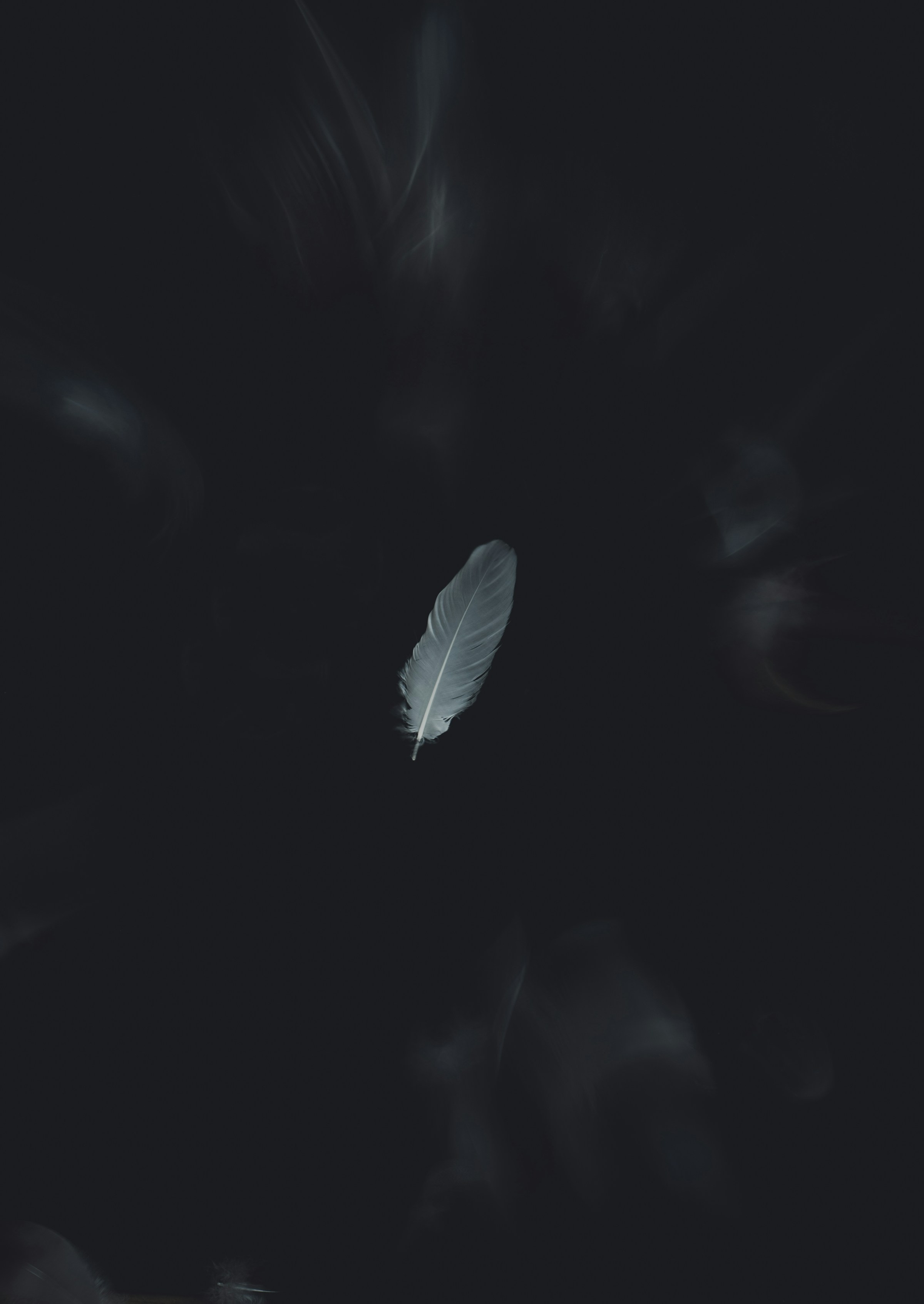 Poetry Reading | feathers fell episode artwork