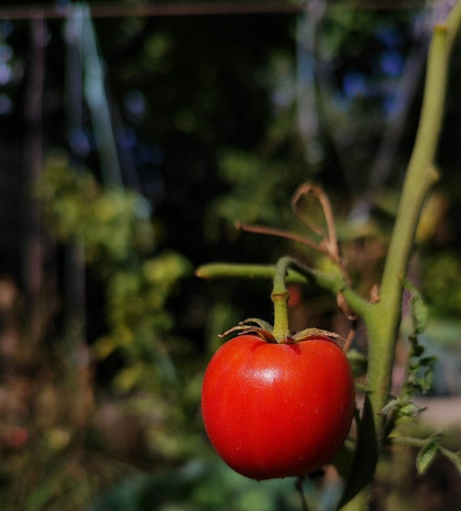 Famine Fruit