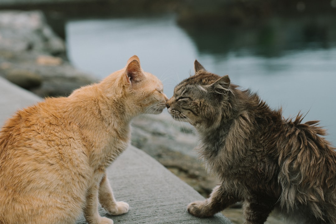 Real Love or Enemy Tactics