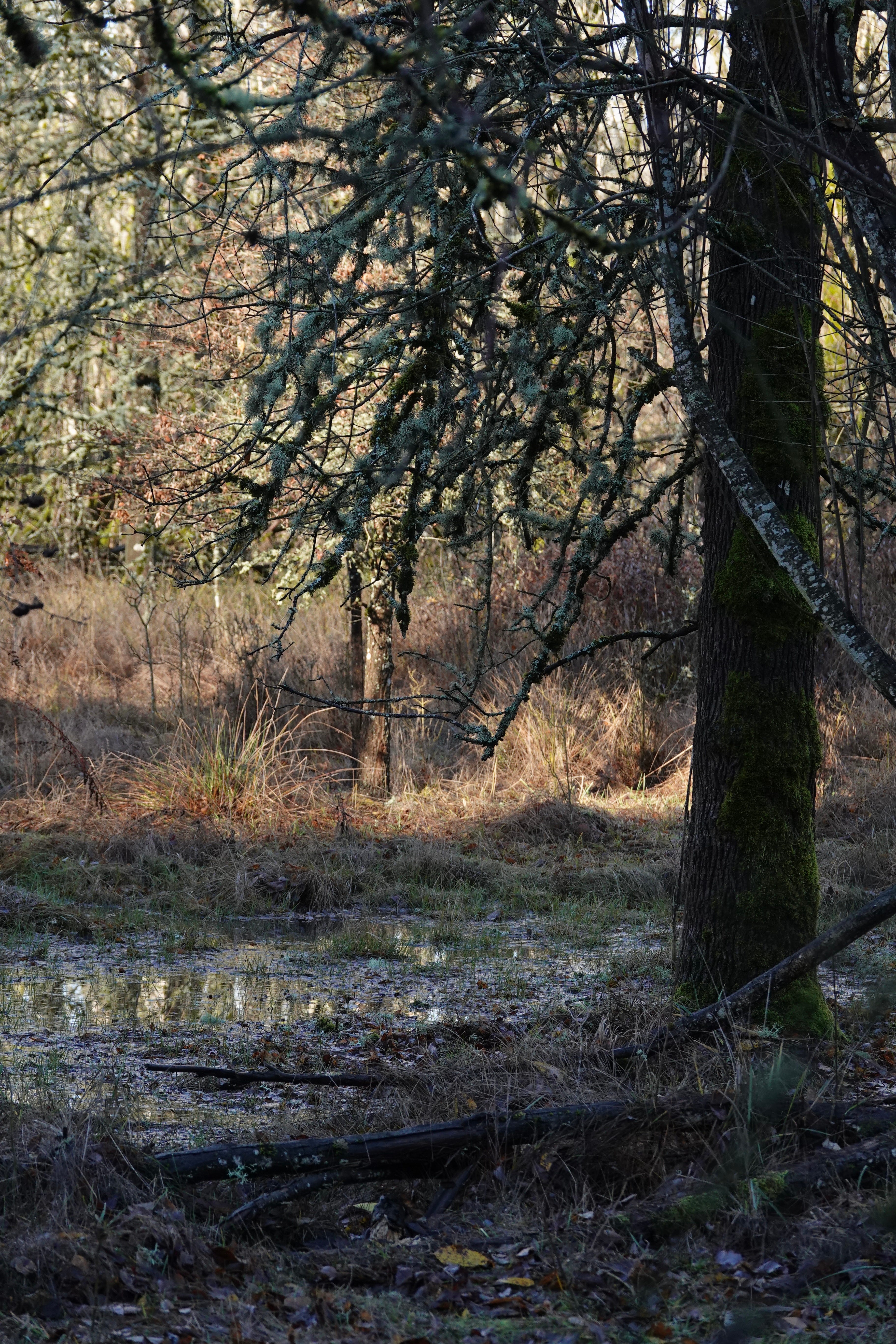 Oaks Bottom Sound & Vision