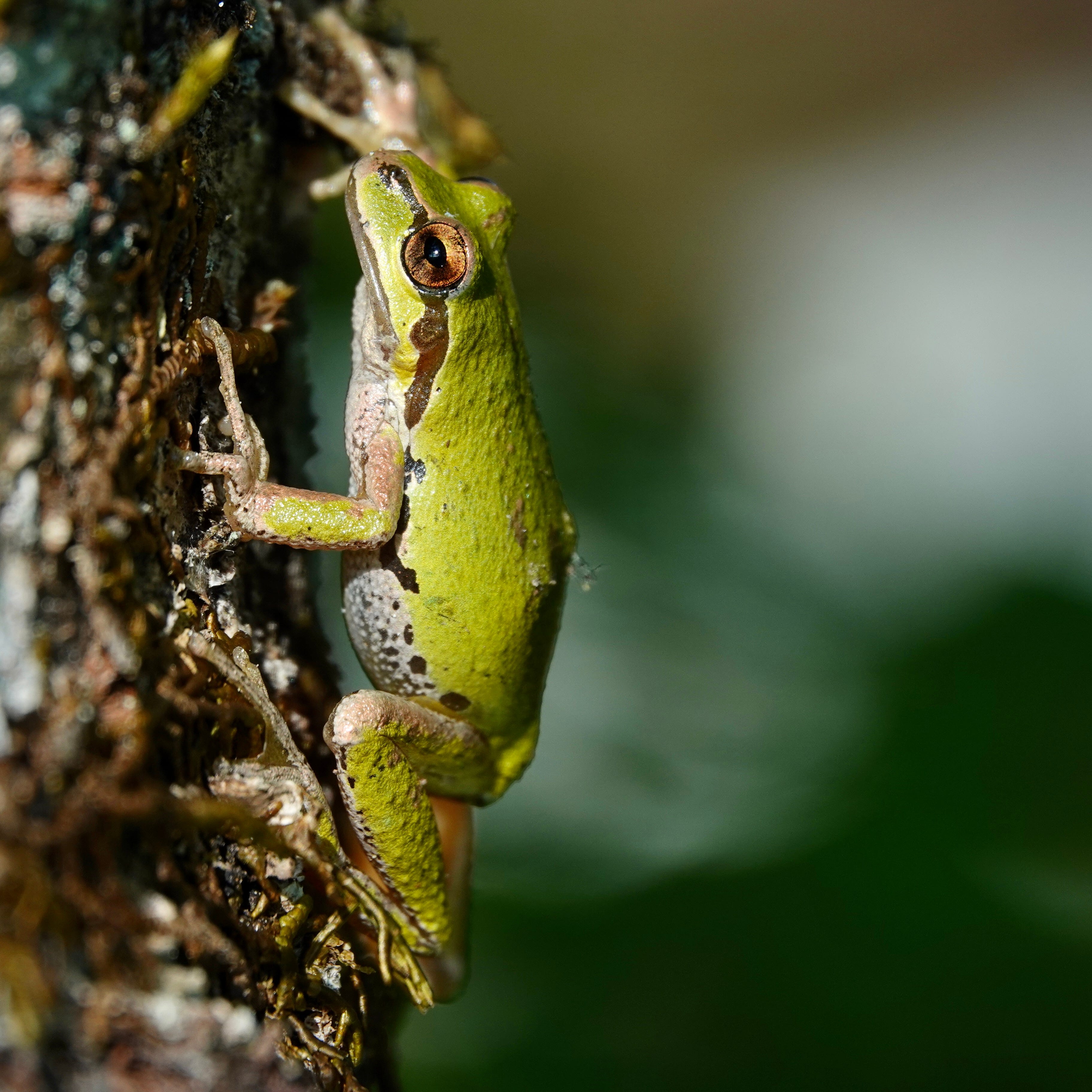 Frog Chorus, Olympic N.P.