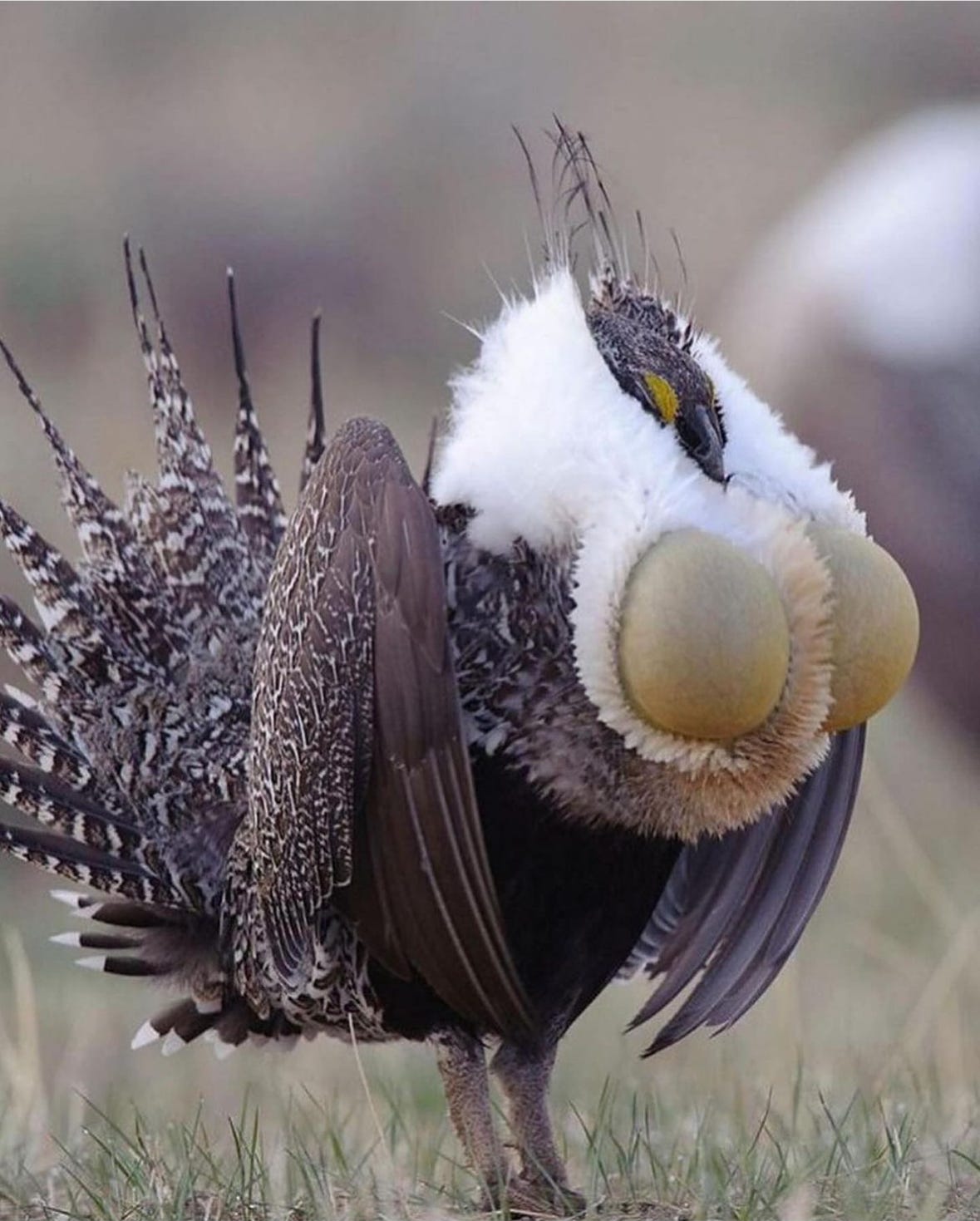 Episode #10: Tats & Tits Episode #10: Tats & Tits