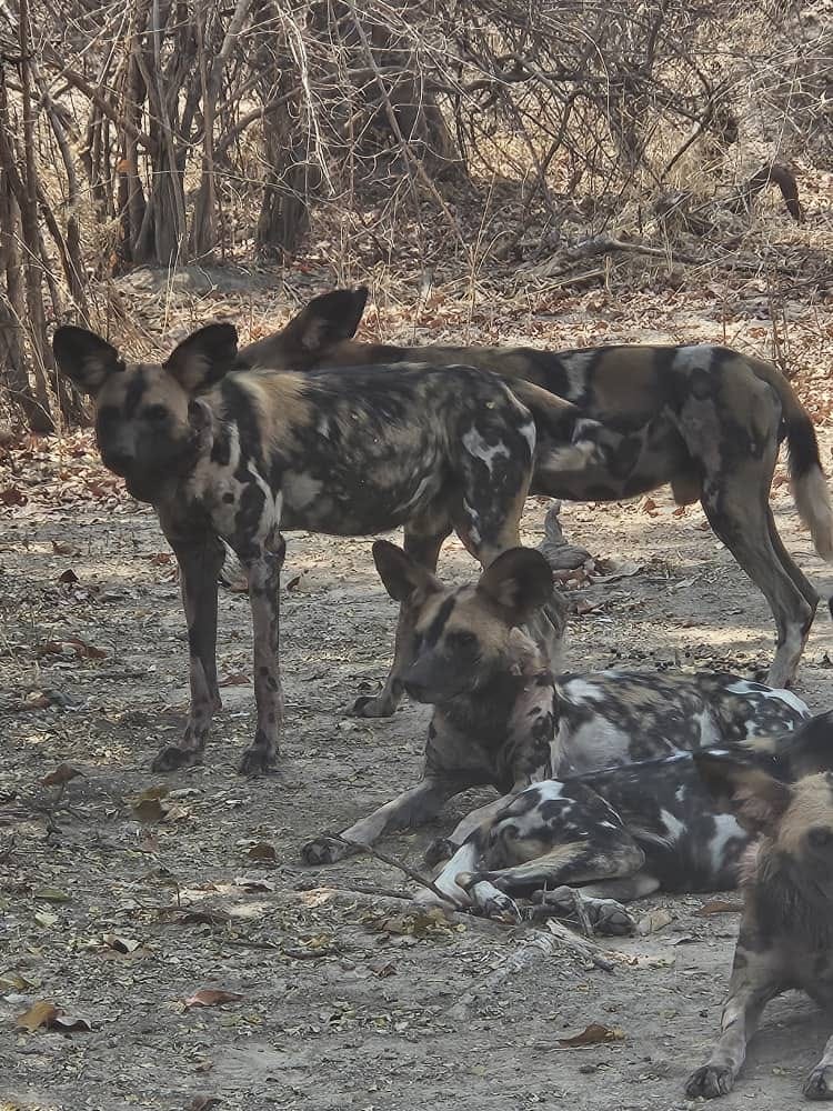 The Rise and Fall of Female Leadership