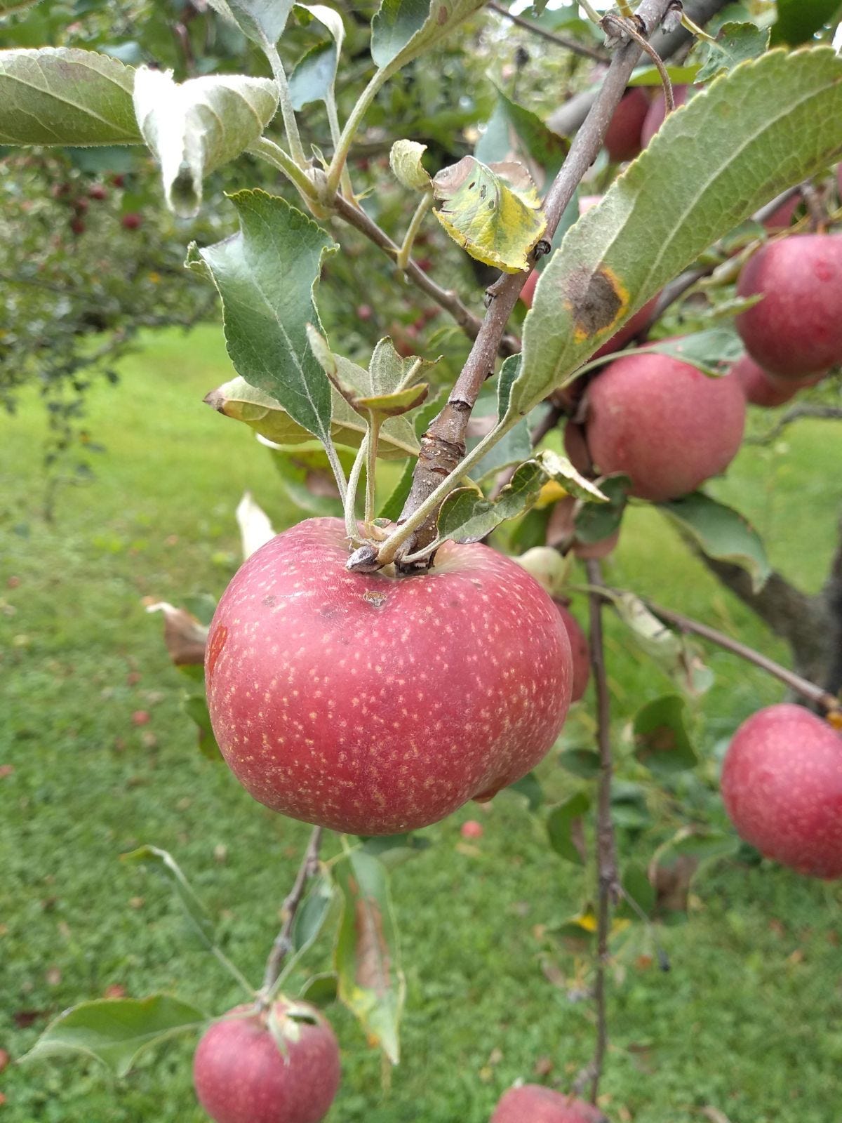 Episode 7 - History of Thomas Jefferson's Favorite Apple  episode artwork