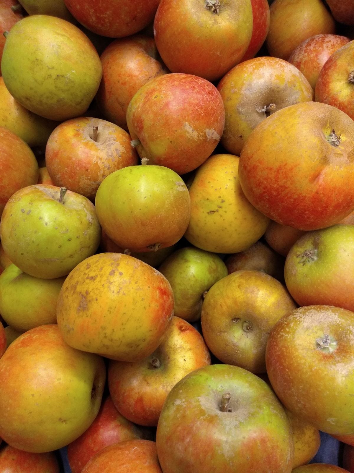 Episode 26 - What's an Ashmead's Kernel Apple? episode artwork