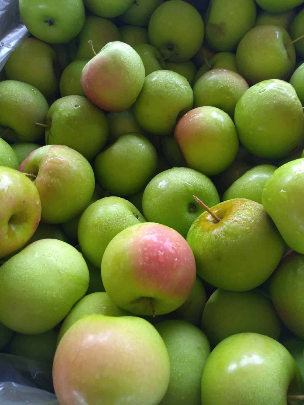 Episode 28 - What's a Shamrock Apple? episode artwork