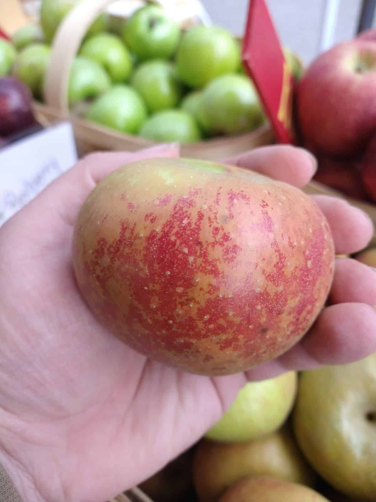 Episode 32 - What's a Roxbury Russet Apple? episode artwork