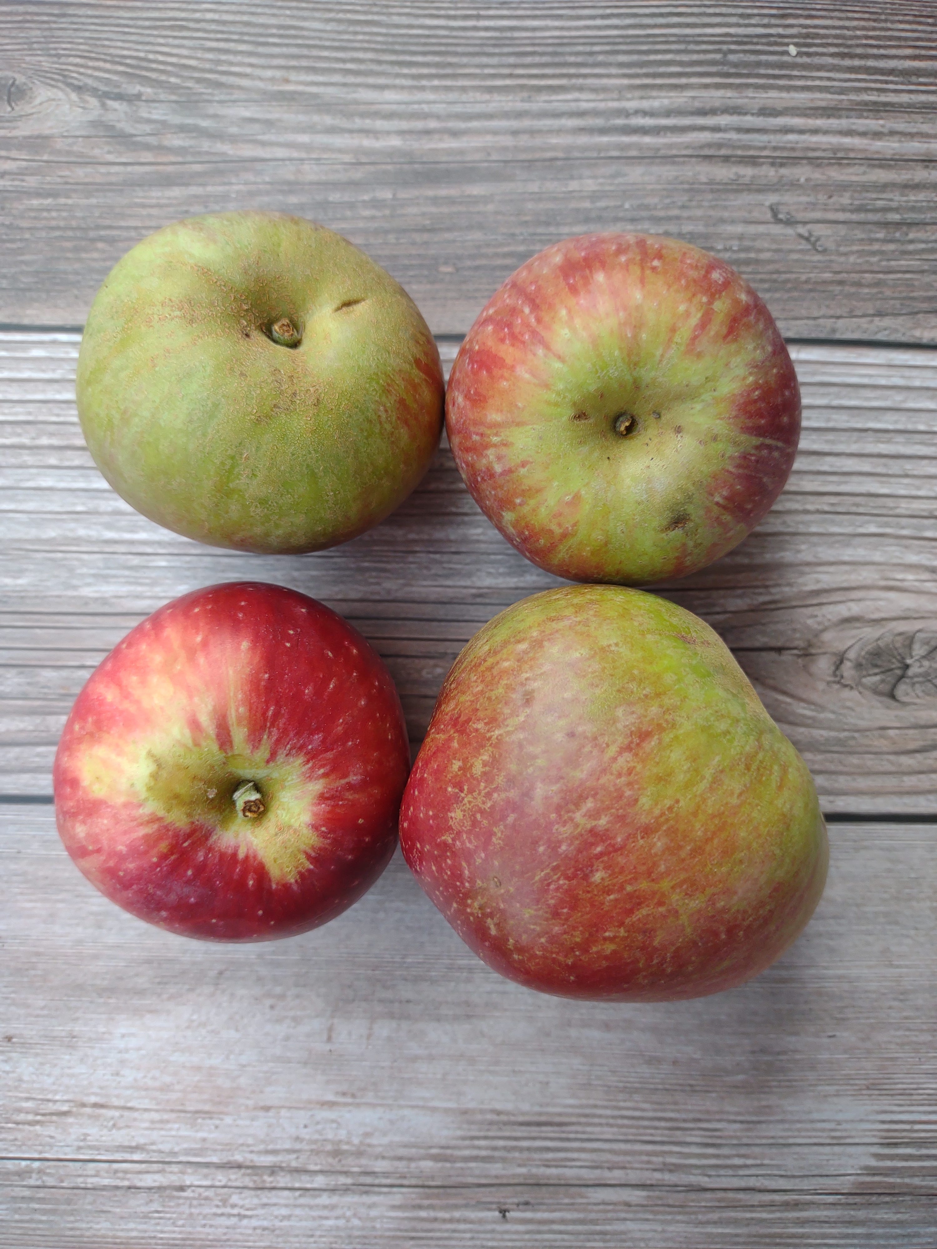 Episode 36 - What's a Kingston Black Apple? episode artwork