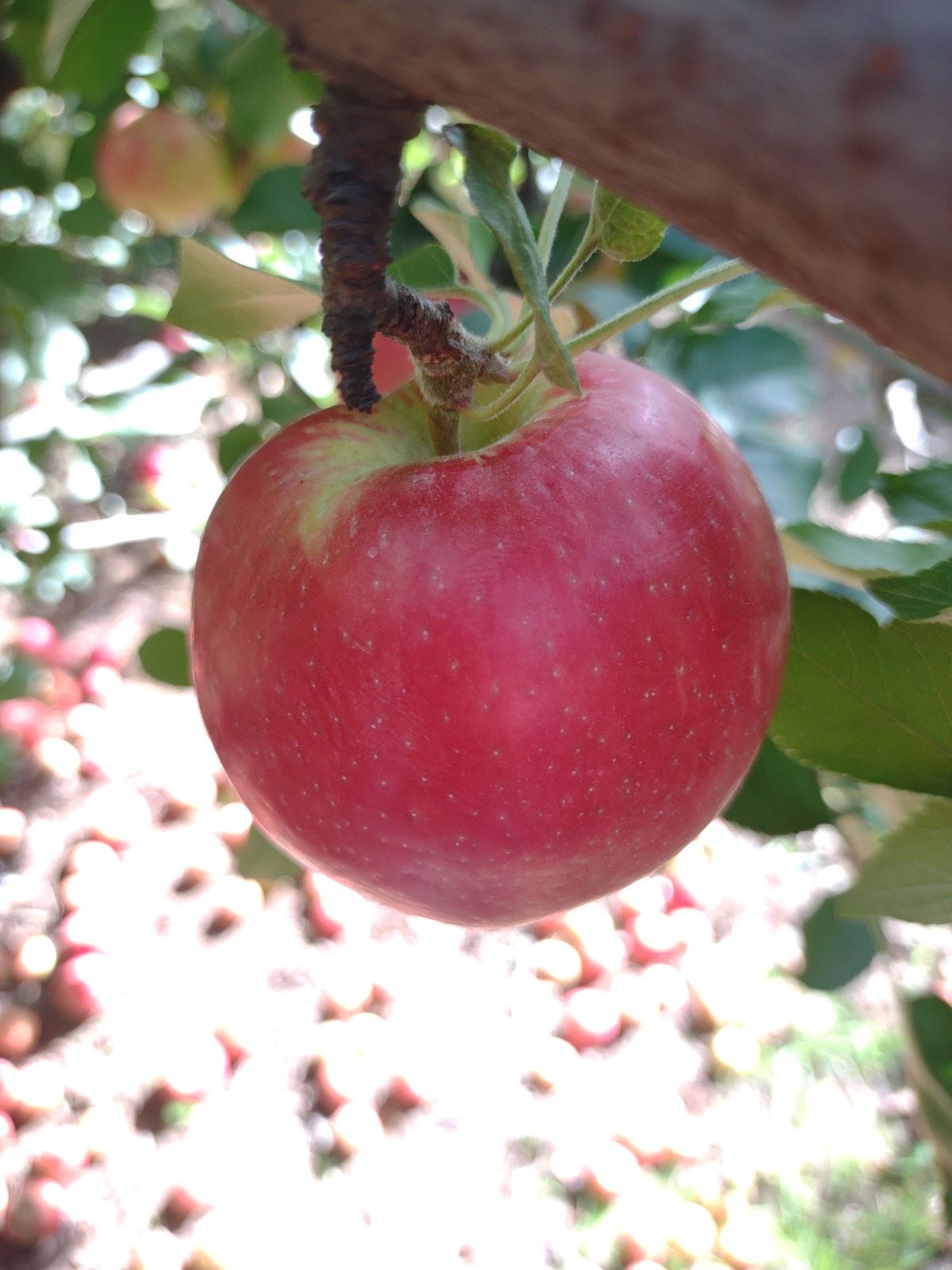 Episode 37 - What is a Tokyo Rose Apple? episode artwork