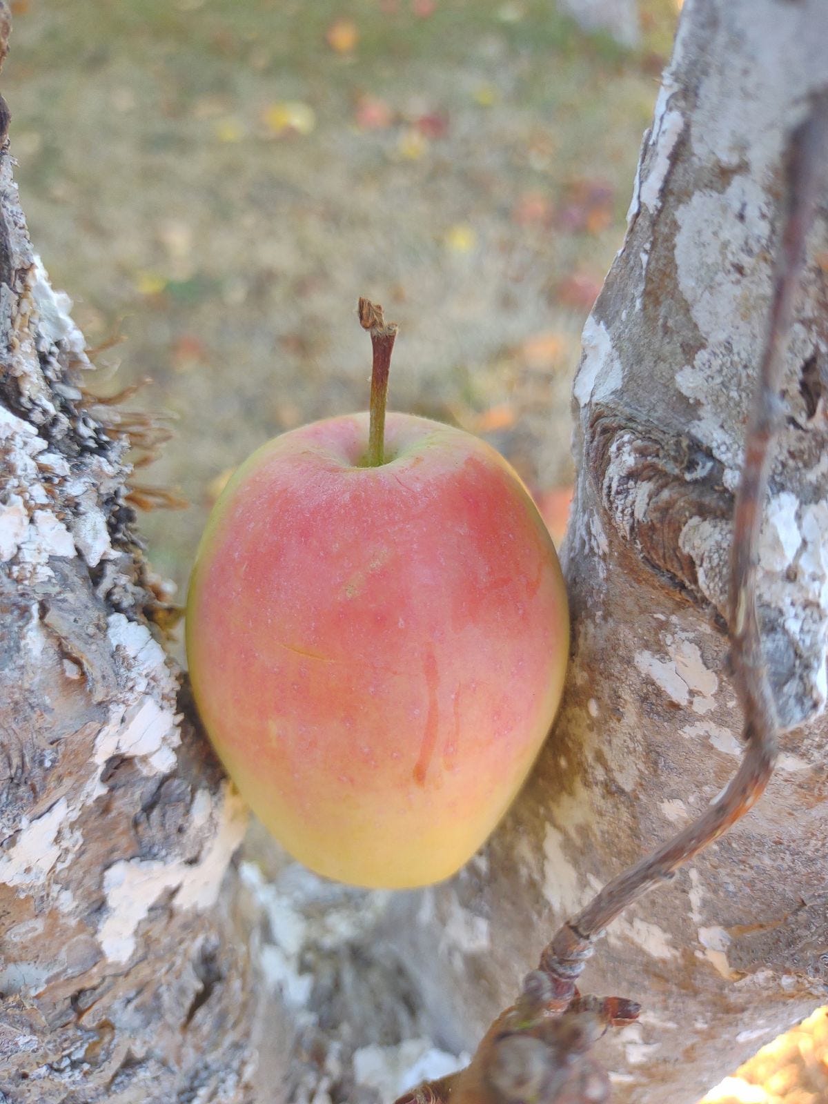 Episode 51 - What is a Kandil Sinap Apple?