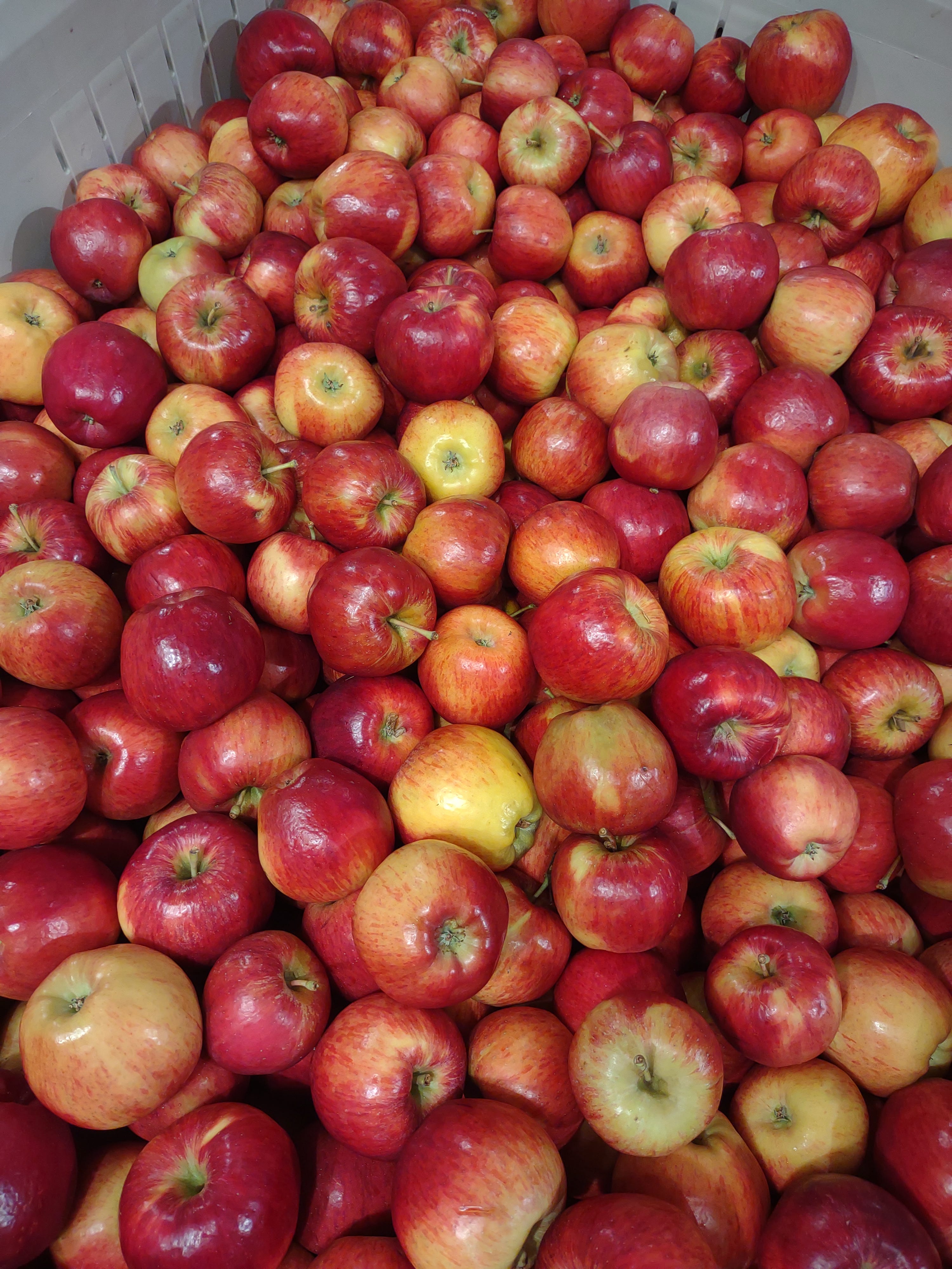 Episode 54 - How are New Apple Varieties Made? episode artwork