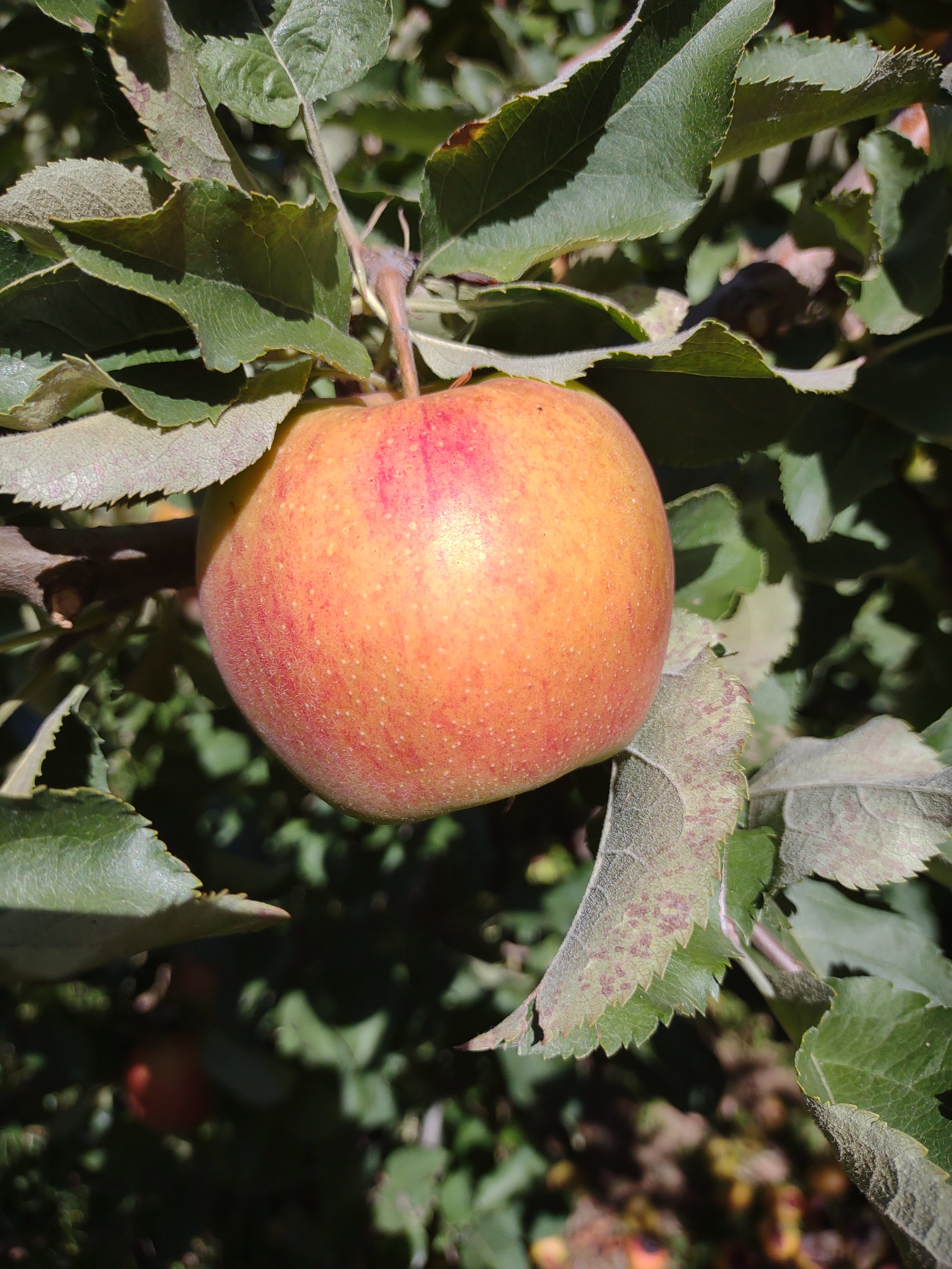 Episode 55 - What's the State of the Jonagold Apple? episode artwork