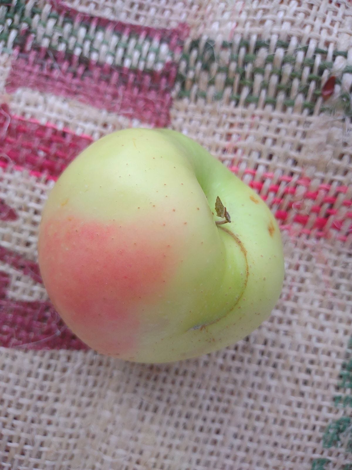 Episode 56 - What is a Winter Banana Apple?