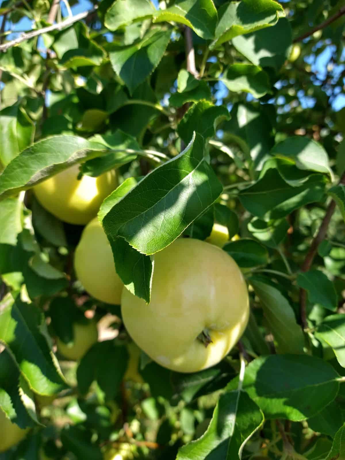 Episode 73 - The Apples I’m Planting: Golden Supreme episode artwork