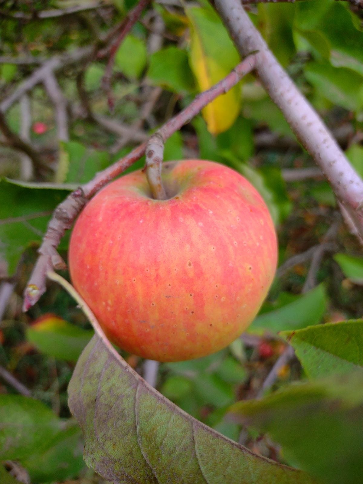 Episode 74 - The Apples I’m Planting: Brock episode artwork