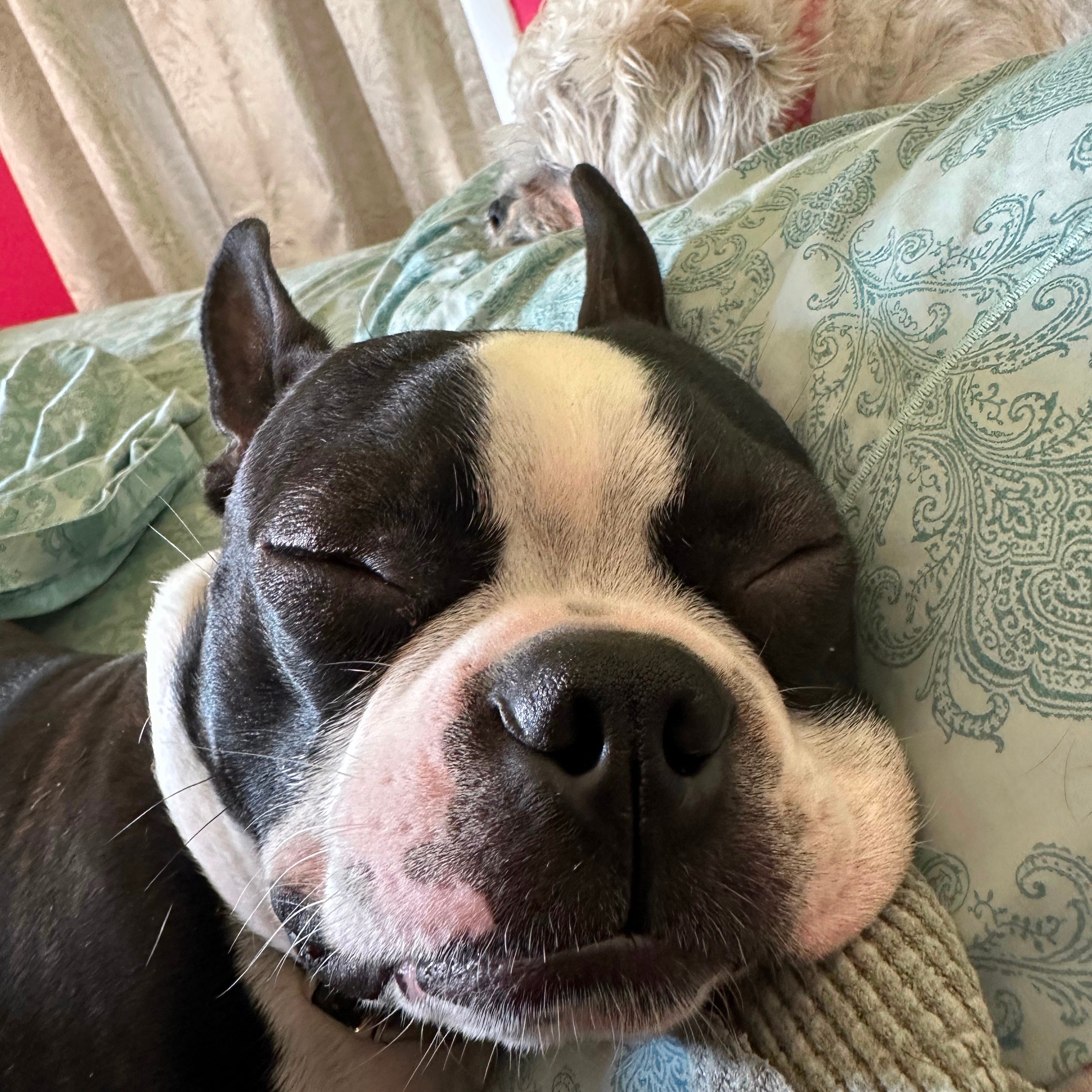 Conk’s Brain Podcast