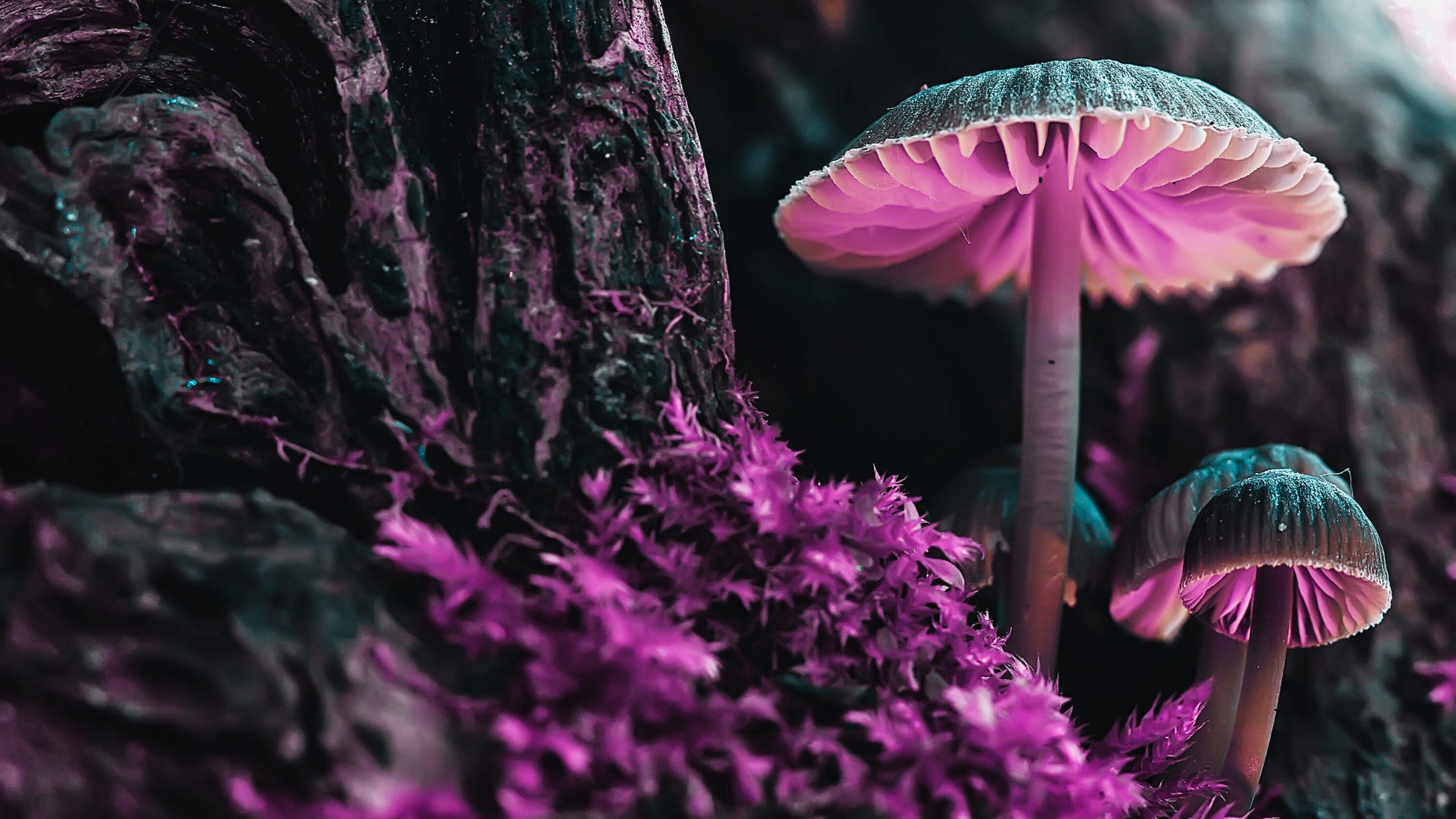 43. Psychedelics, Pregnancy, Hyper-Independence: and how it's all connected episode artwork