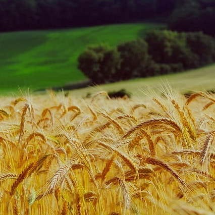 Stream of Subconsciousness