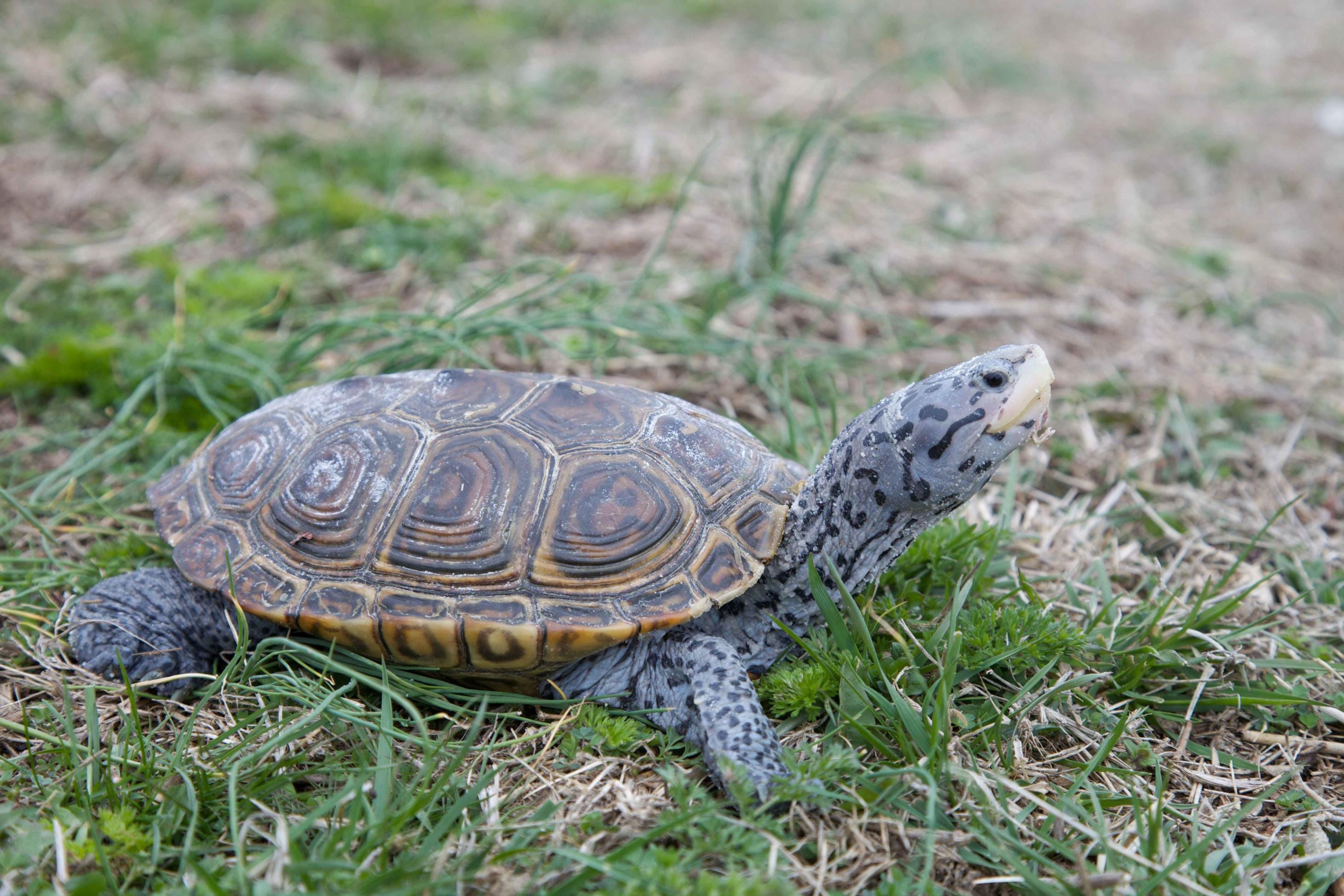 “Patch by Patch, the Habitat is Being Erased” – Diamondback Terrapins with Dr. John Aguiar