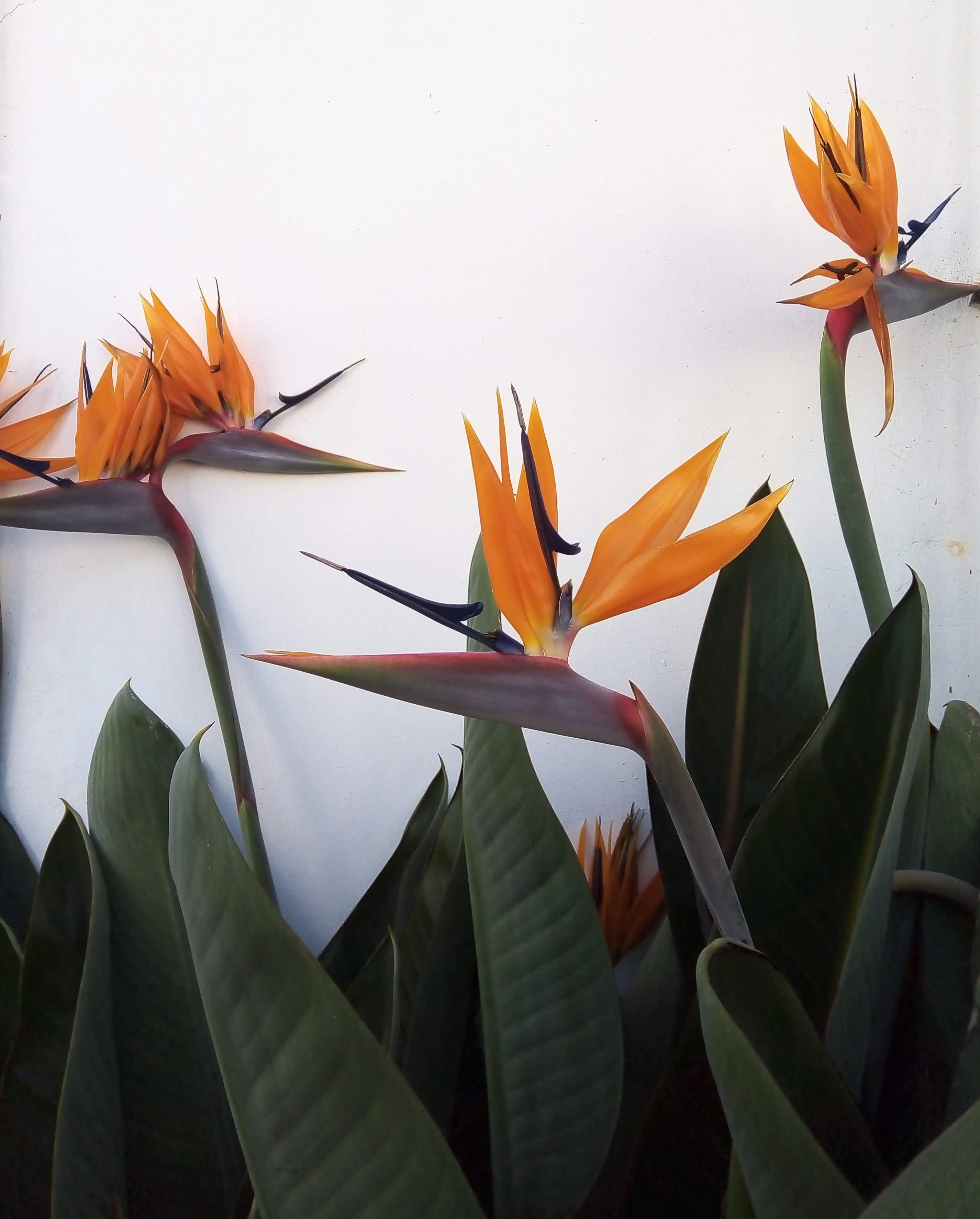 Marianne\'s FLASH💥DEVOS Podcast