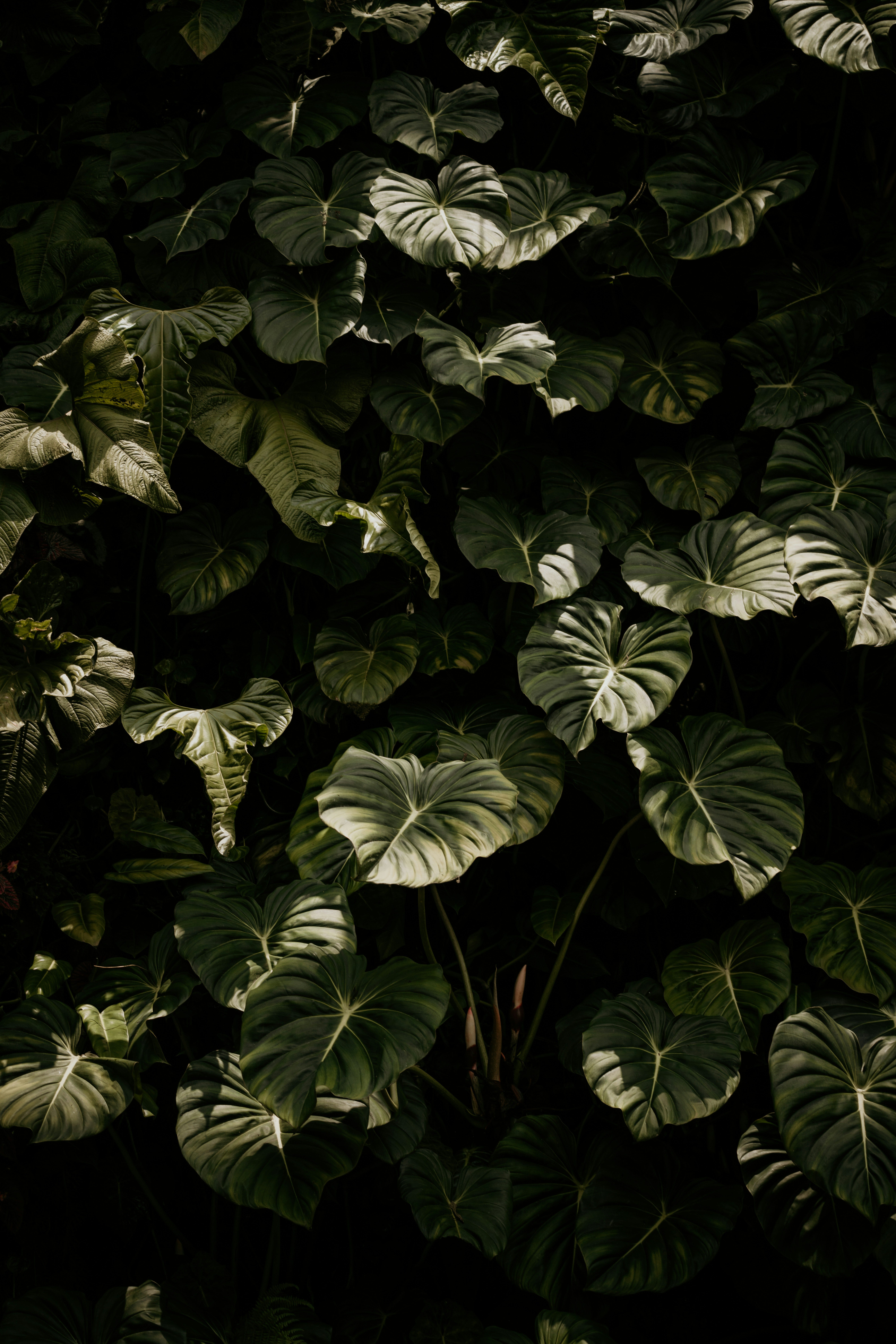 Your Simple & Spacious Business