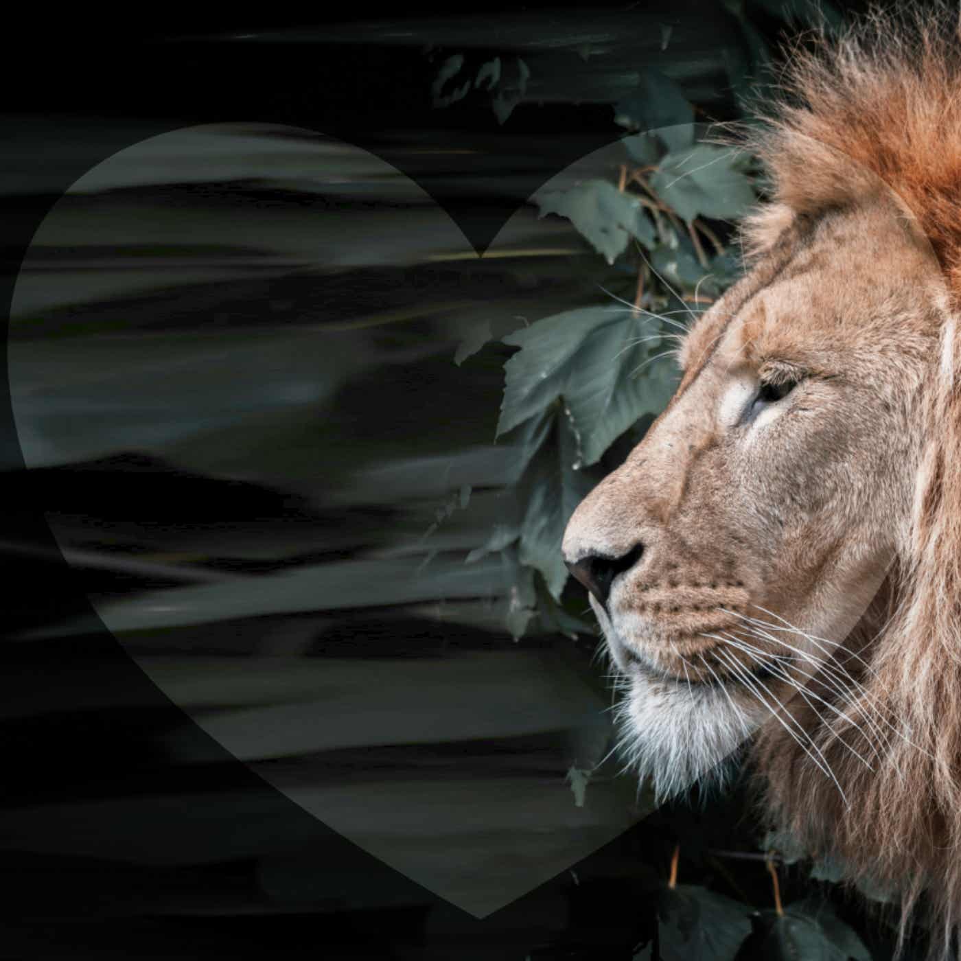 Lively Body ∞ Lion Heart Podcast podcast artwork