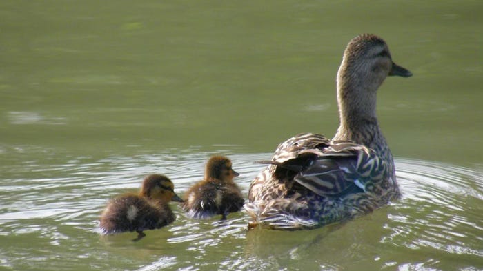 Your Longevity Lifestyle