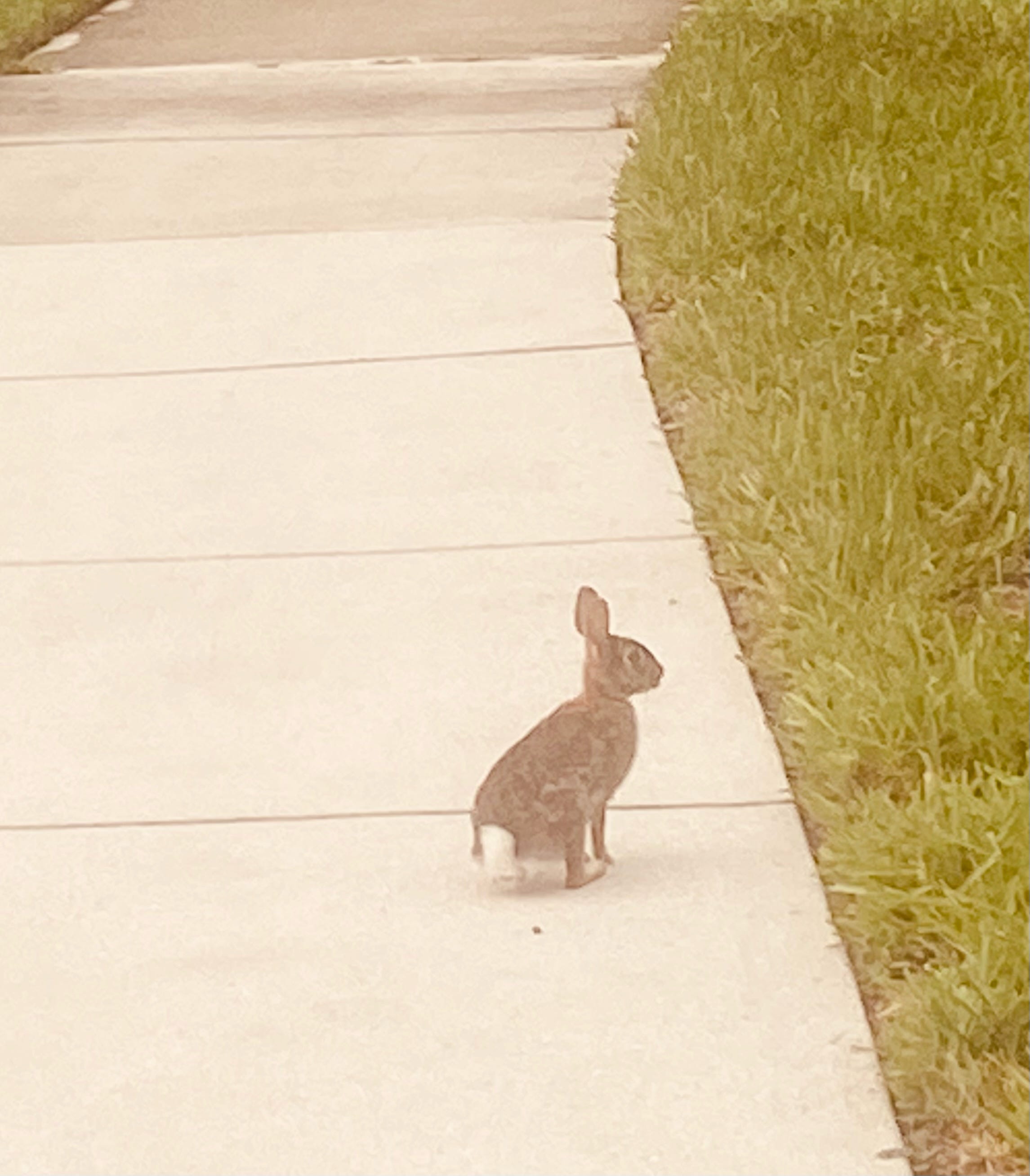 Your Longevity Lifestyle