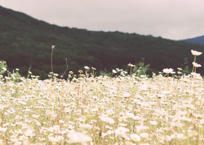 "Nervous system work" ain't the end all be all of somatic healing