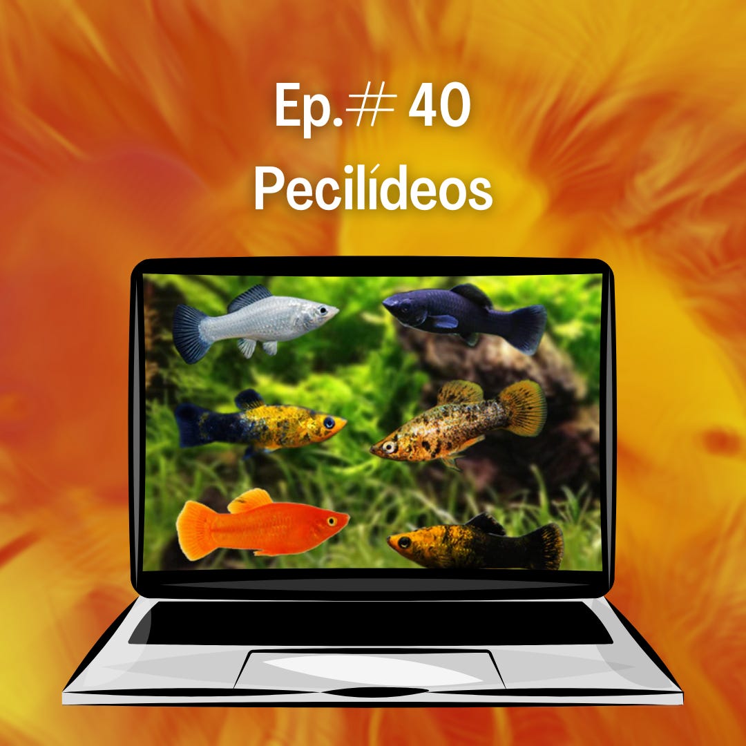 40. Pecilídeos 40. Pecilídeos