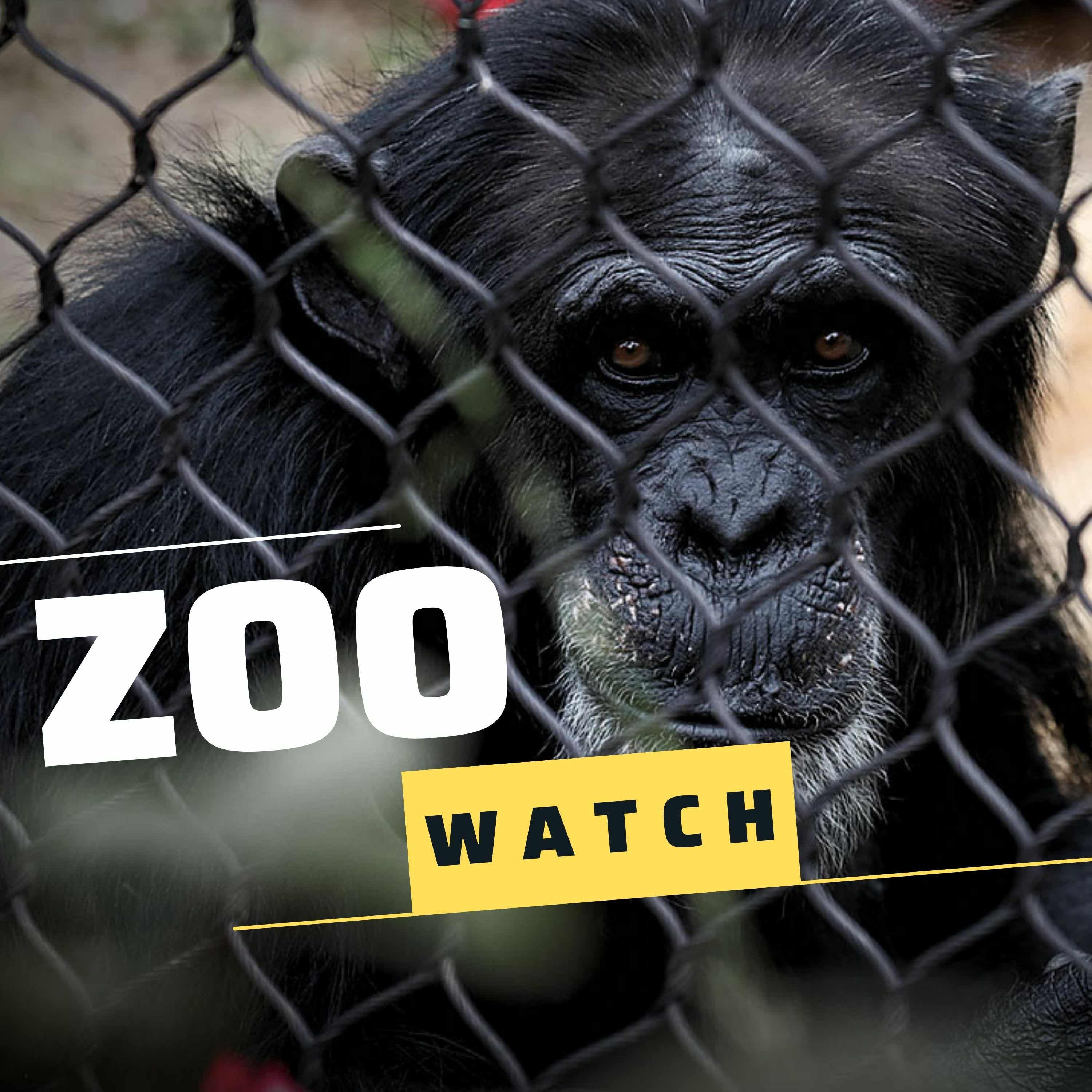 Zoo Watch podcast artwork