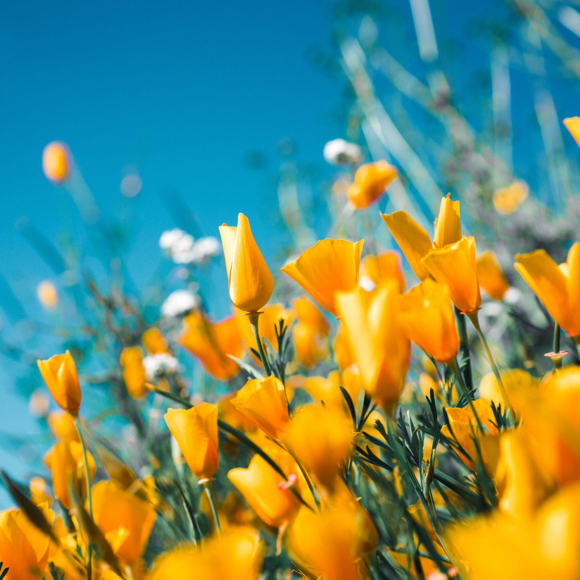E194: Spring Changes