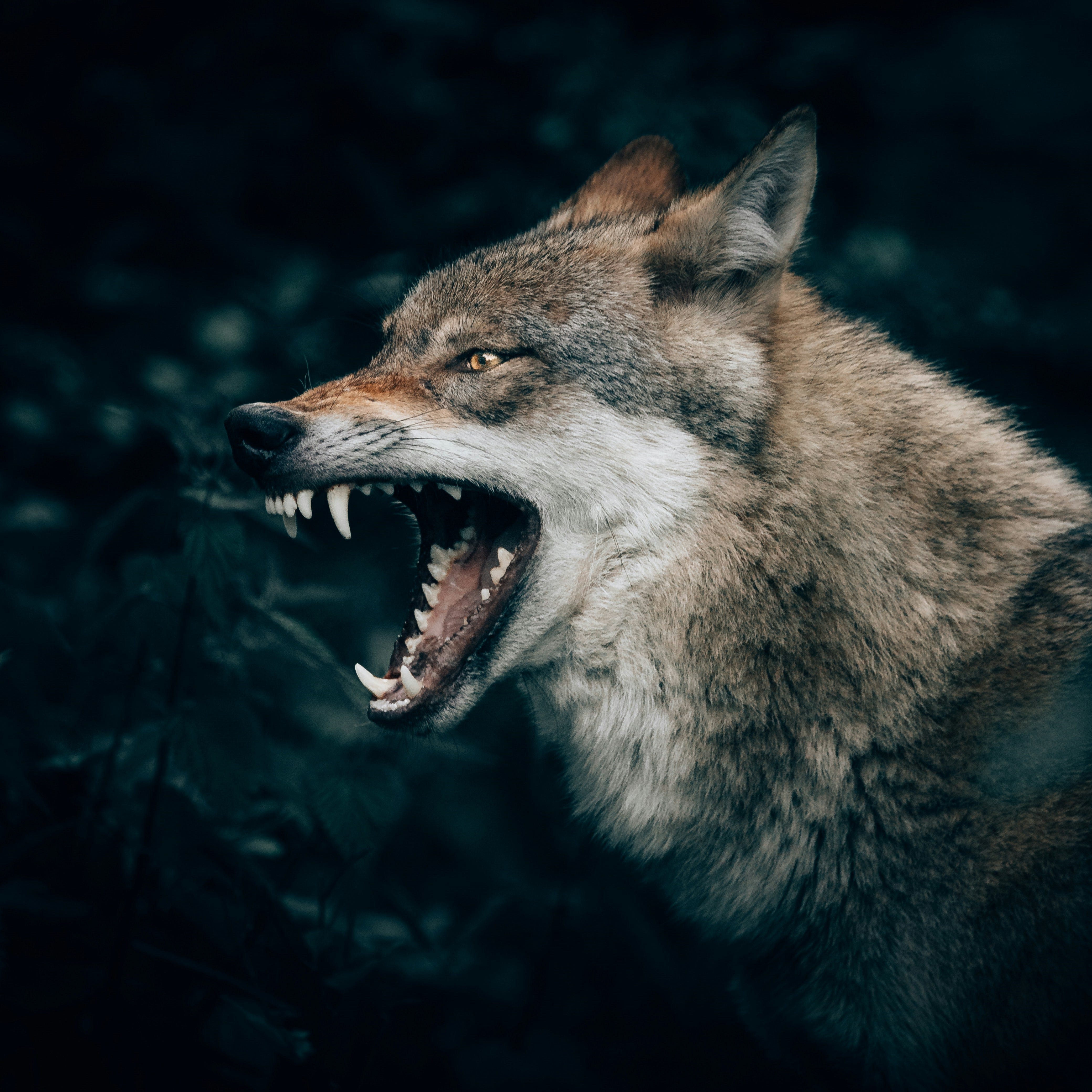 위험을 아는 자 - He Who Knows Danger