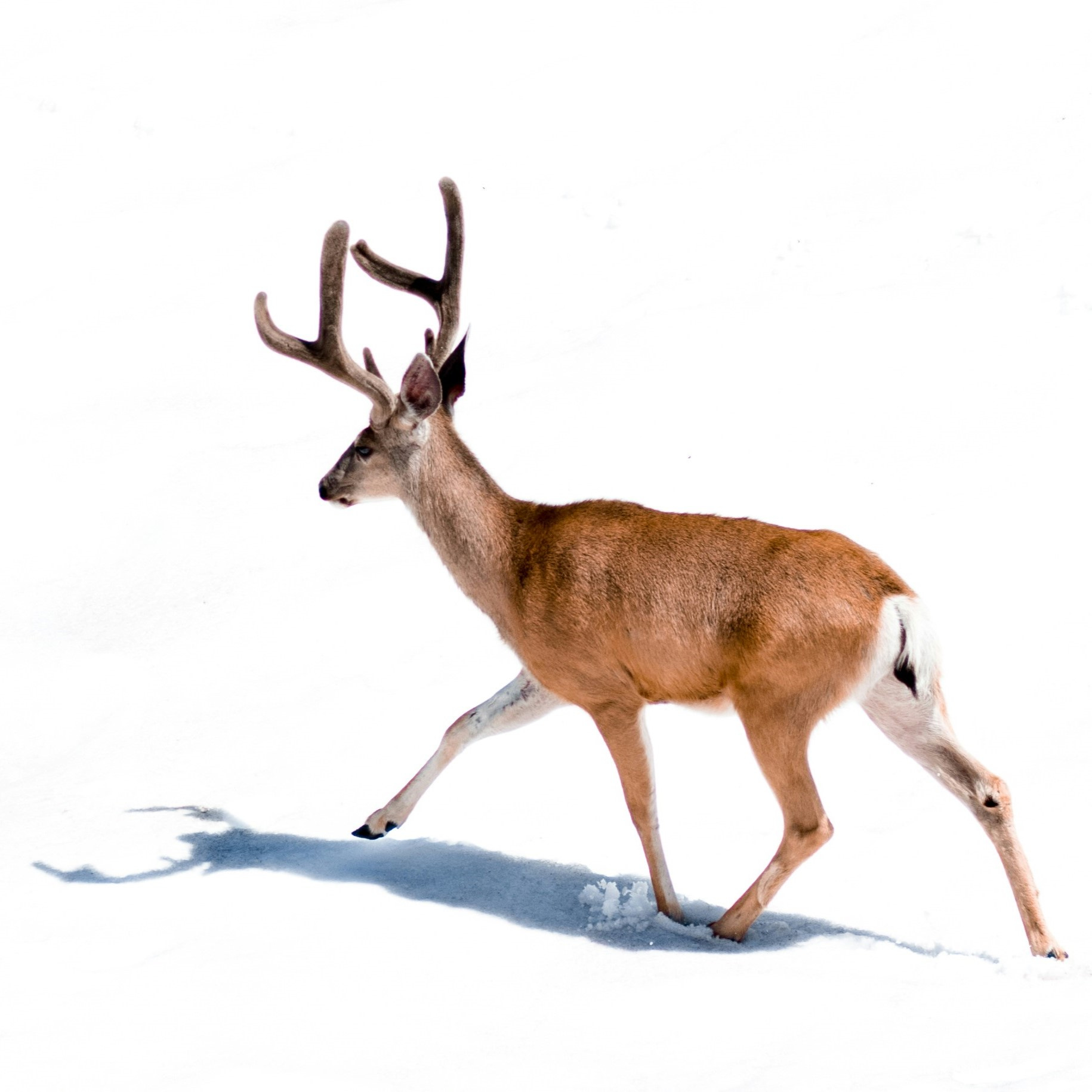 겨울의 유령 사슴 - The Ghostly Deer of Winter