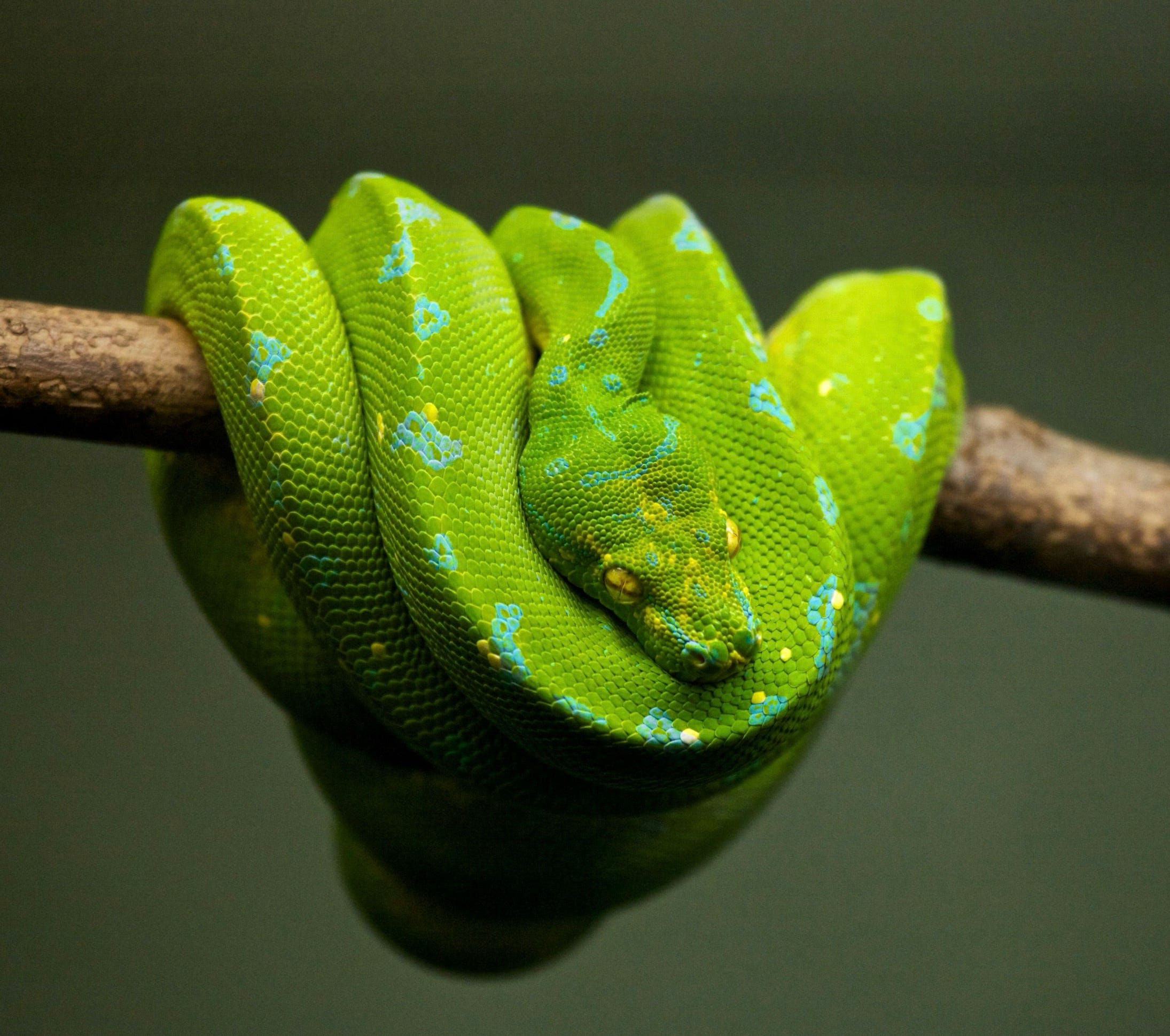 허무주의 뱀, 슬링키 선생 - Slinky the Nihilist Snake