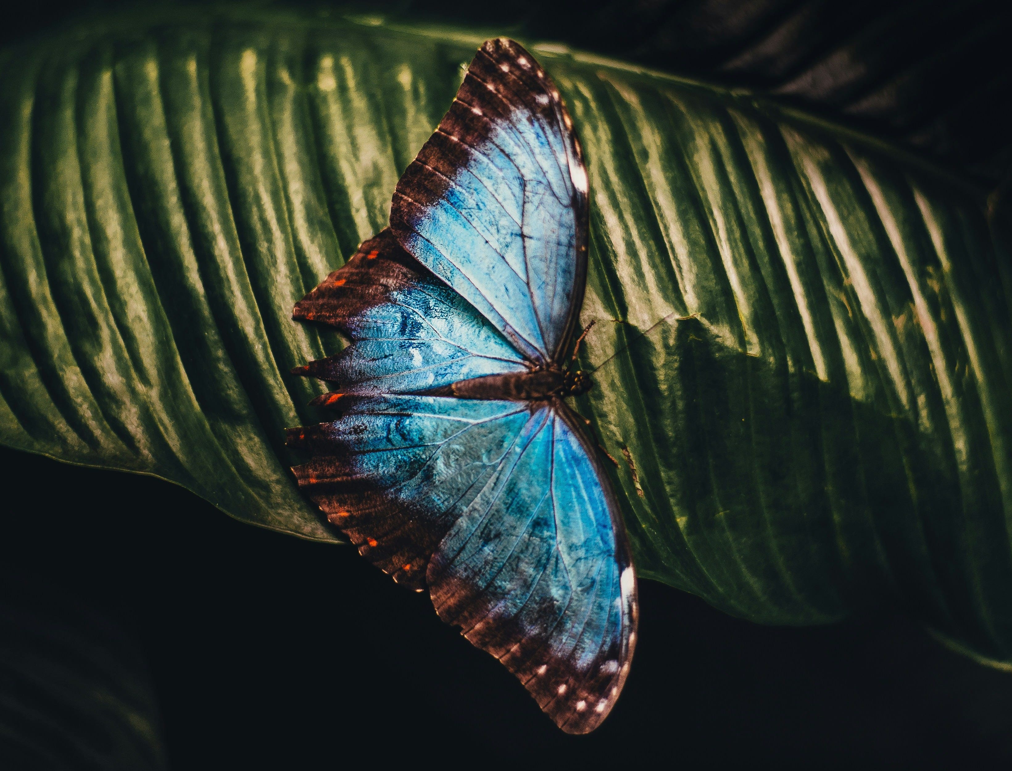 당신의 잠은 나비의 연료입니다 - Your Sleep is Butterfly Fuel