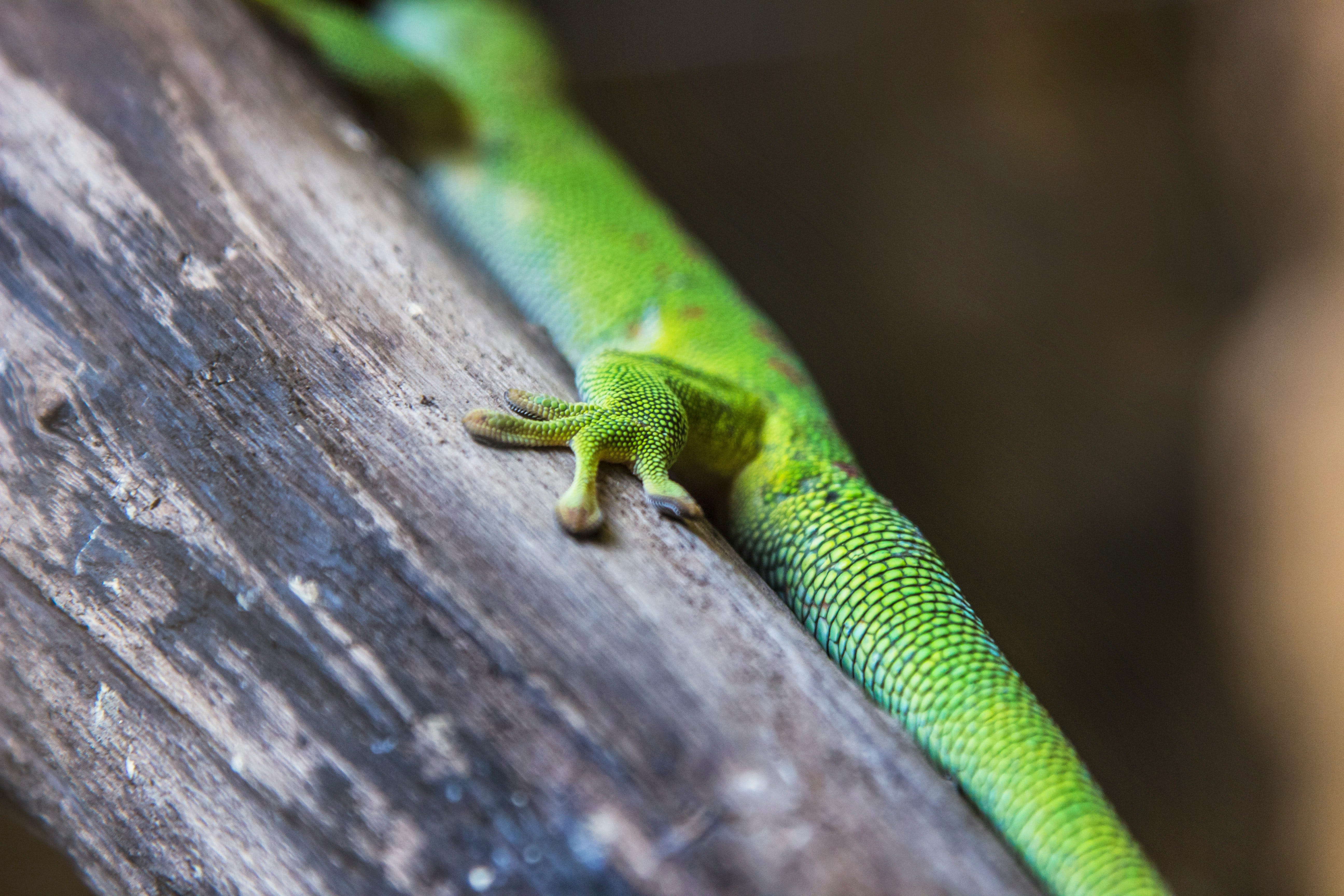 도마뱀의 발자국 - Footprints Of The Gecko