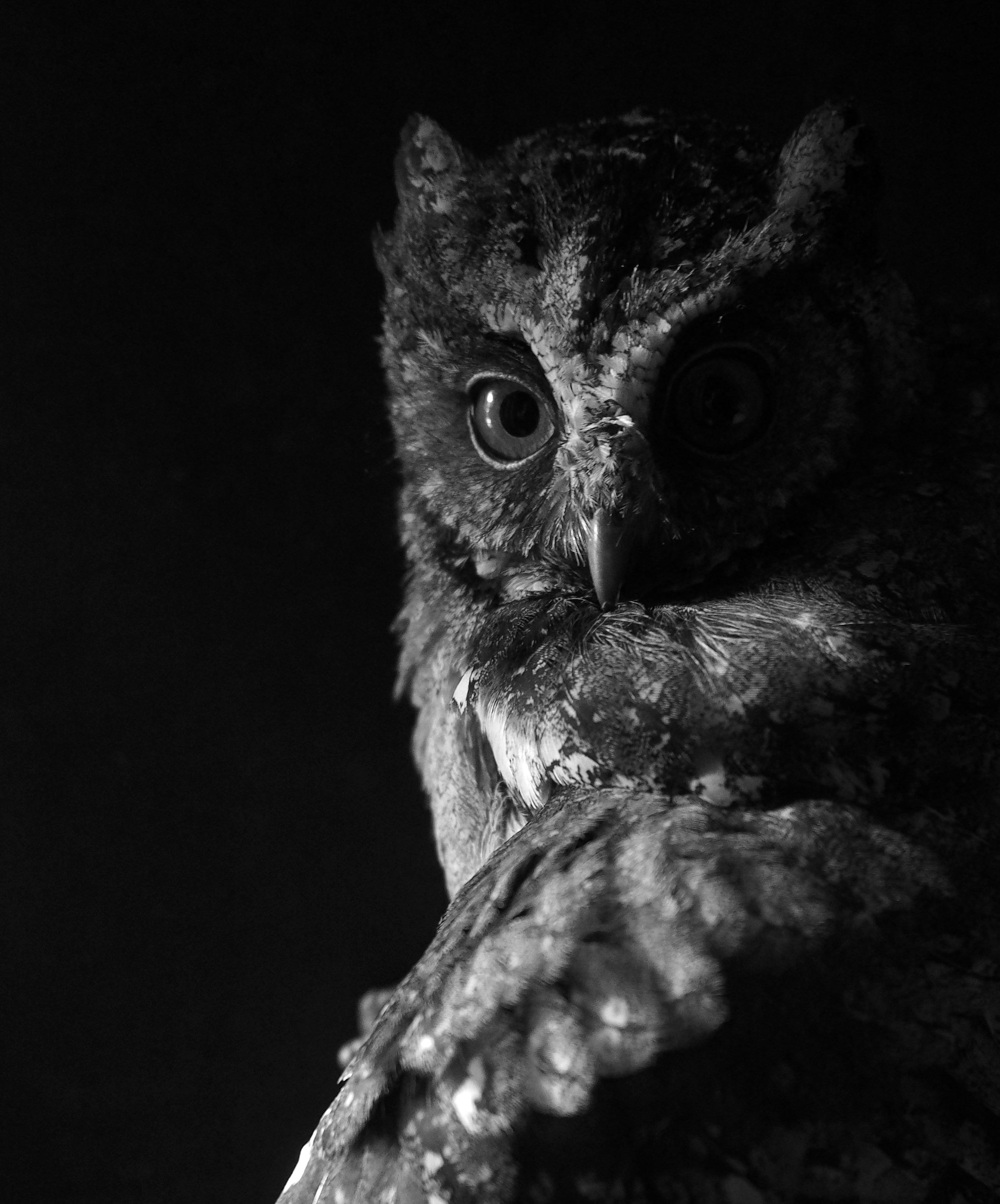 밤하늘의 지배자 - Sovereign of the Night Skies