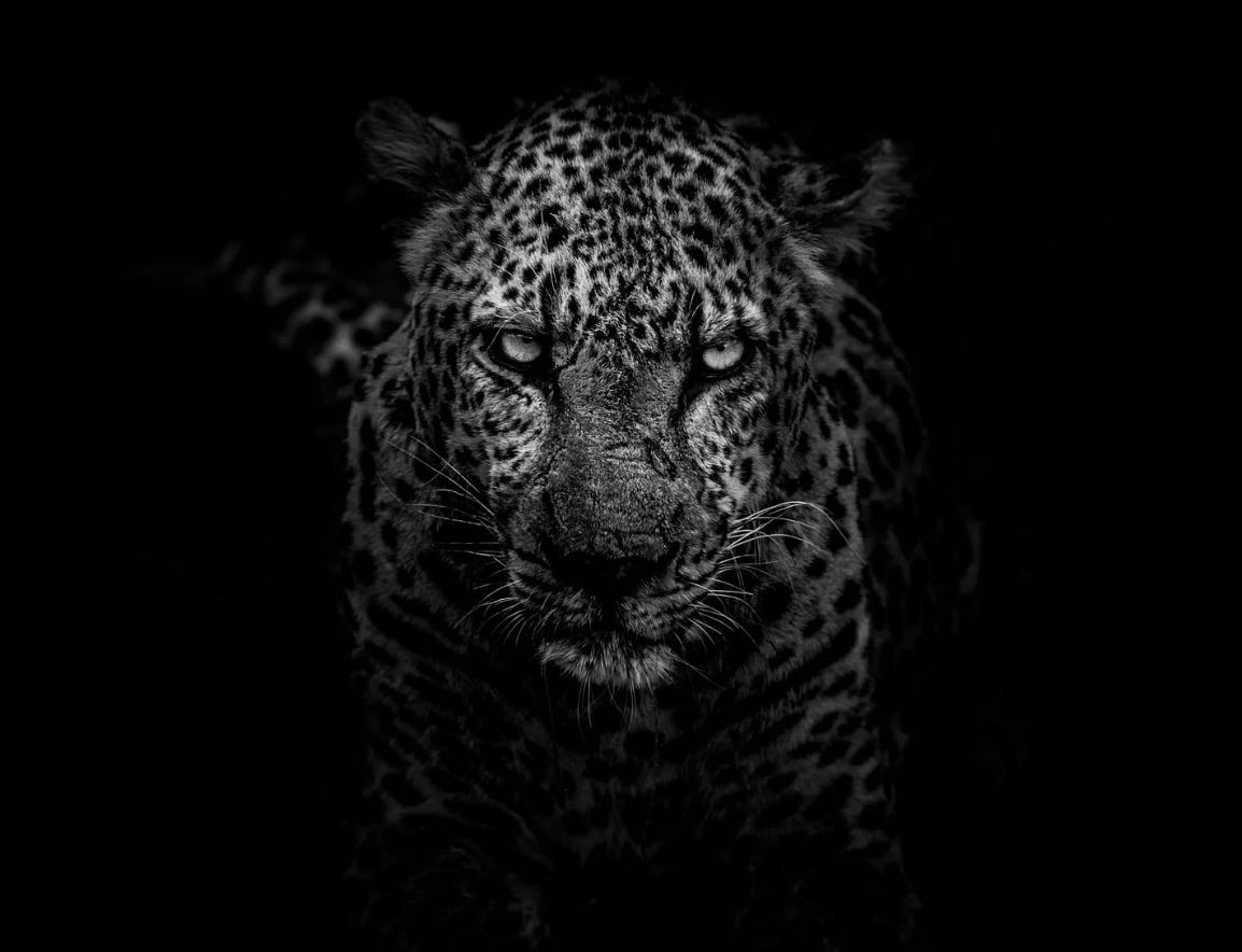 나와 표범의 대결 - My Duel with the Leopard