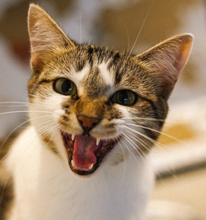 Meowing in class? What the hell do you do with that? Meowing in class? What the hell do you do with that?