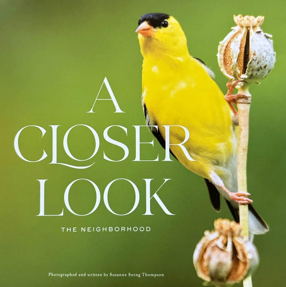 The Thing with Feathers: birds and hope with Courtney Ellis
