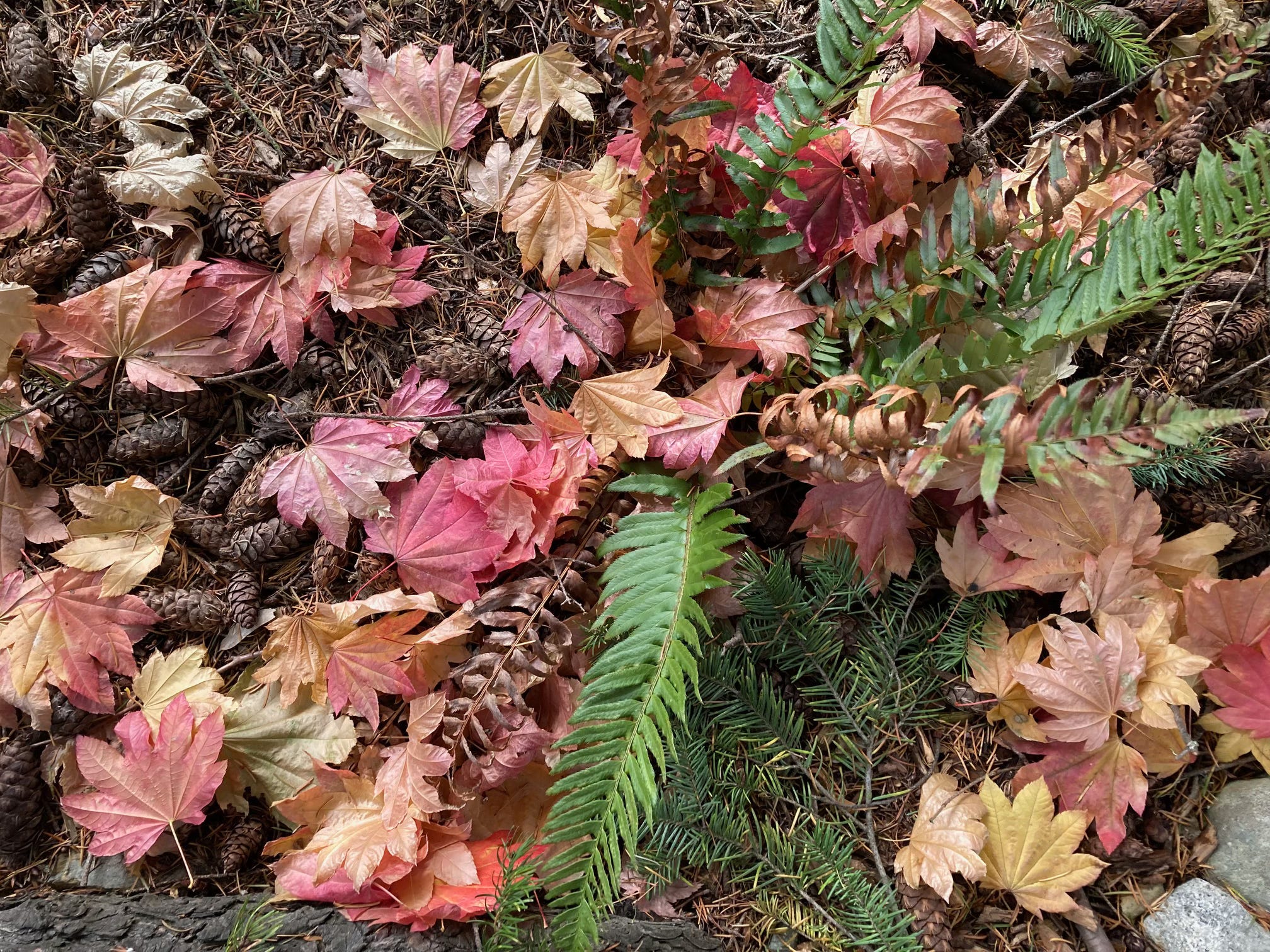 Street Smart Naturalist