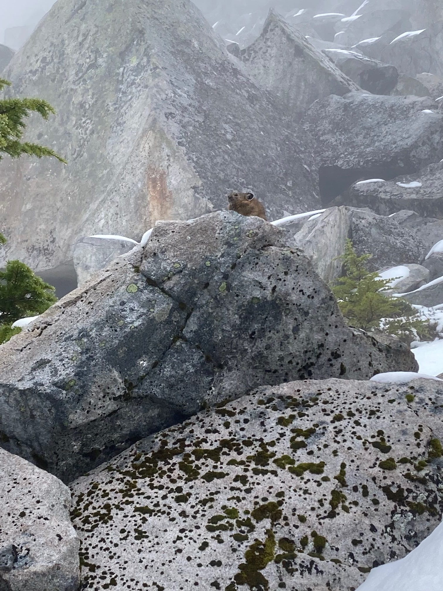 Pikas: Engineers in the High Country episode artwork