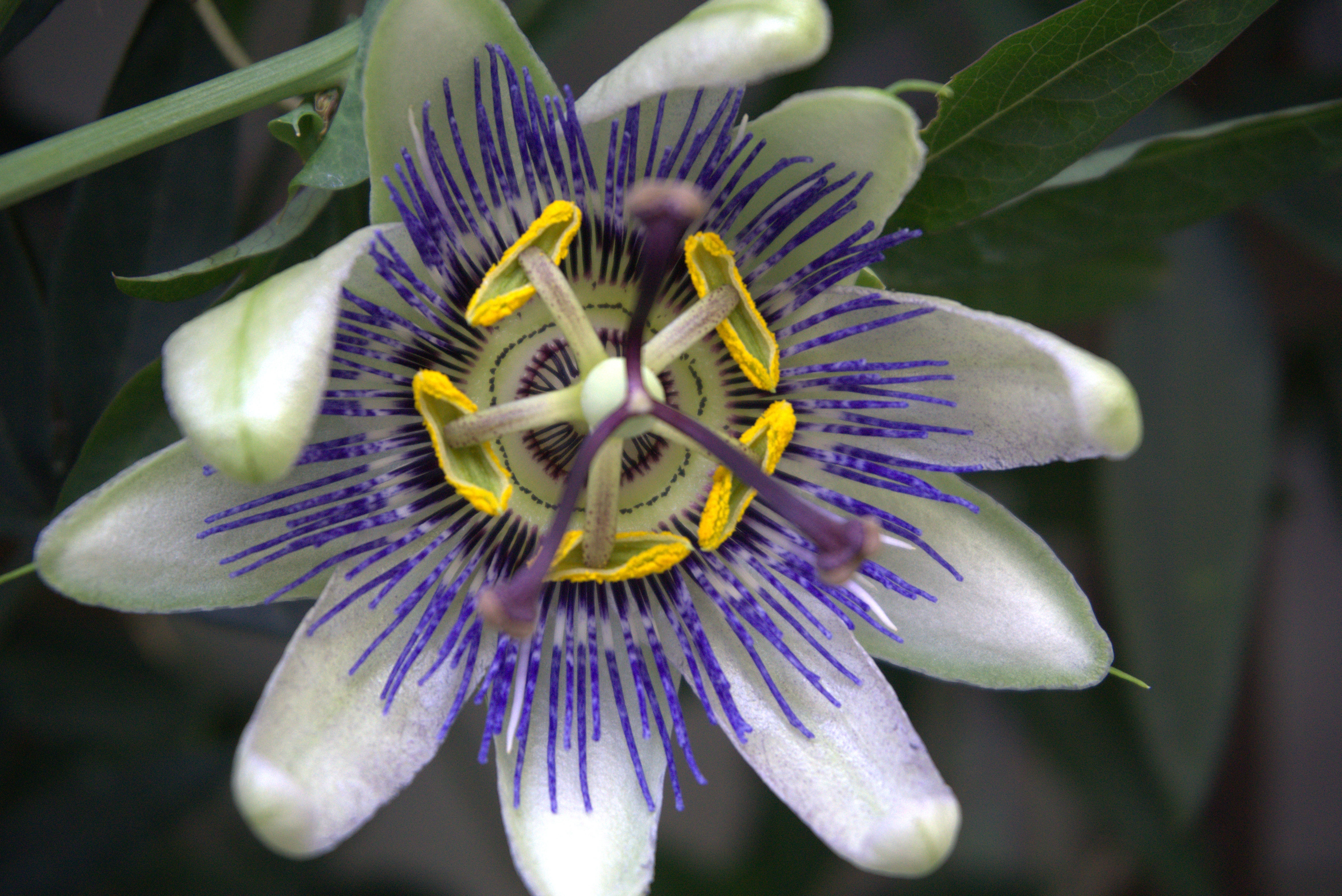 For The Love of Gardening For The Love of Gardening